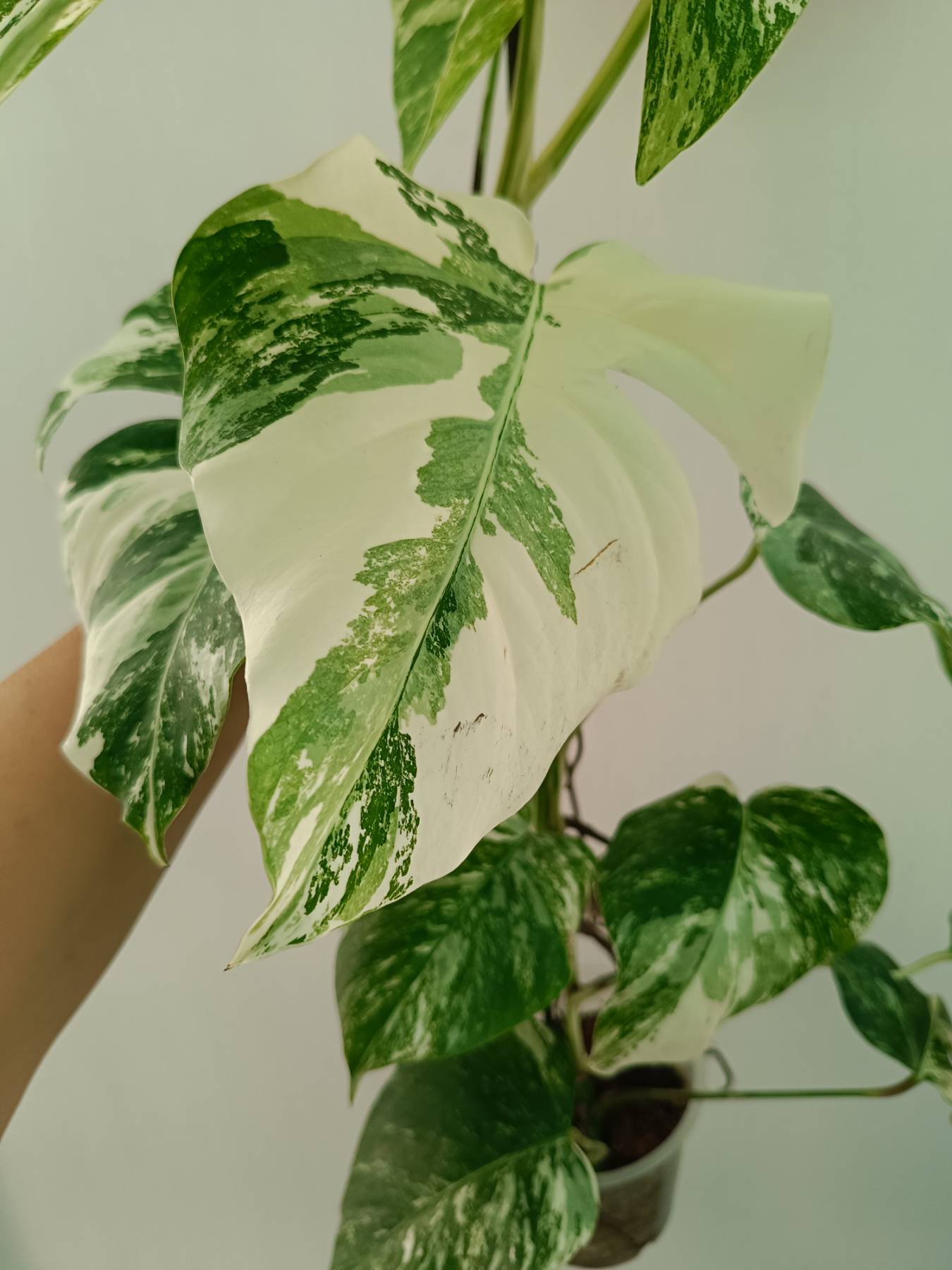 Monstera Albo Variegata