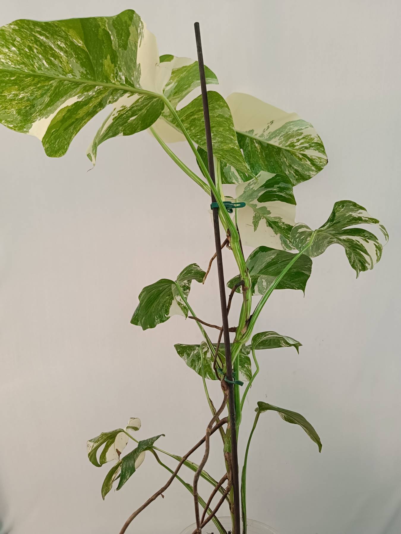 Monstera Albo Variegata