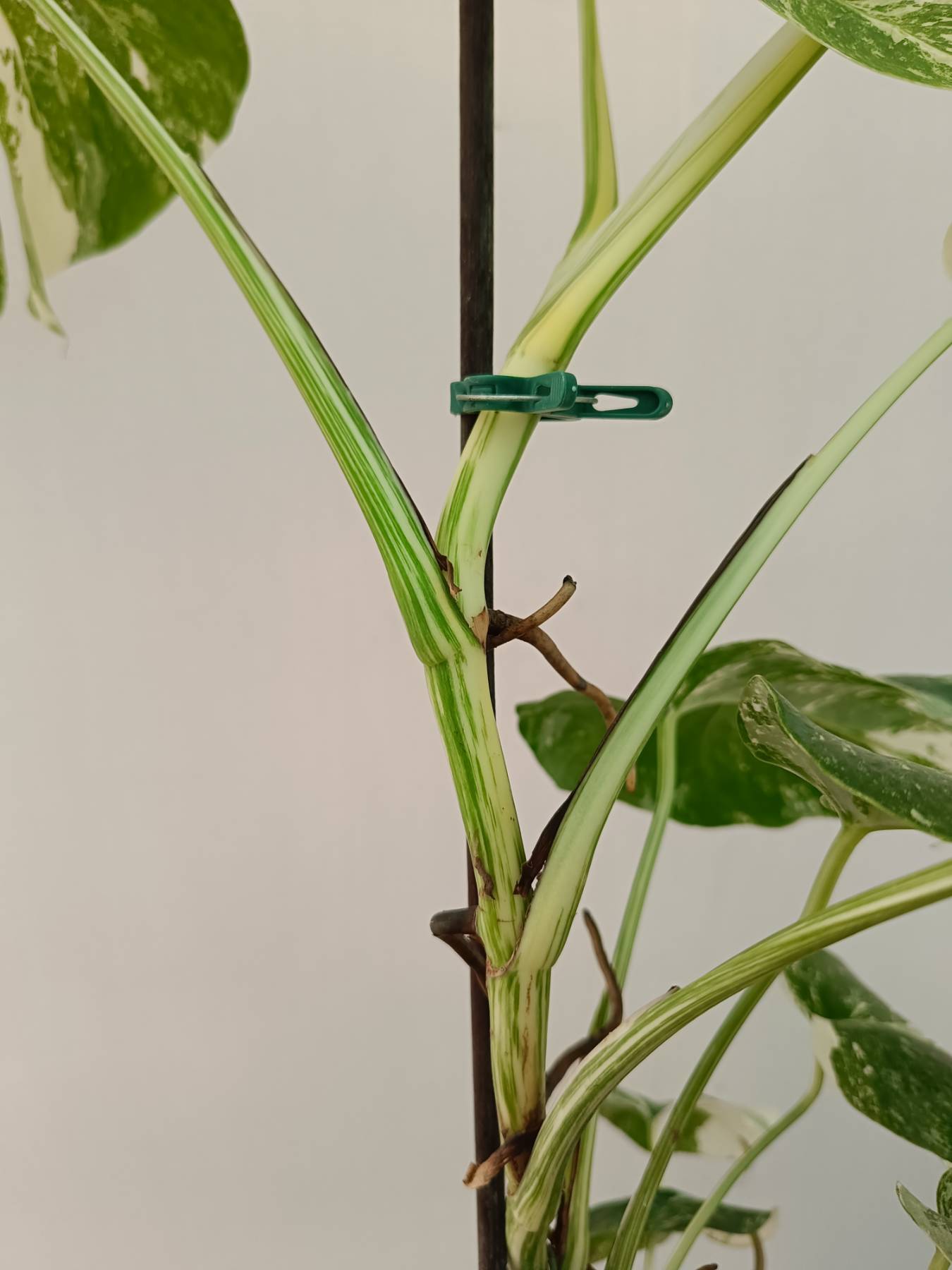 Monstera Albo Variegata