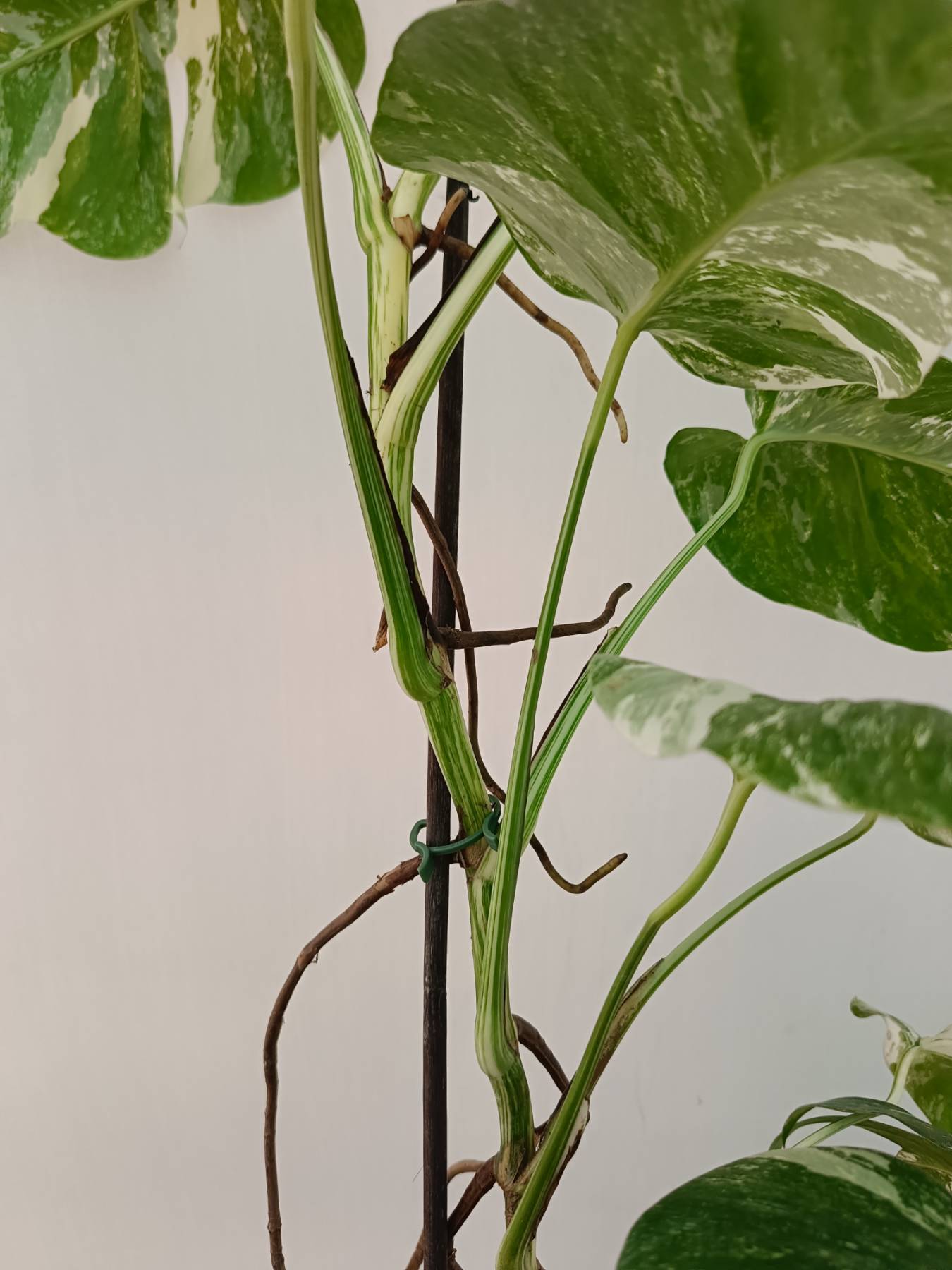 Monstera Albo Variegata