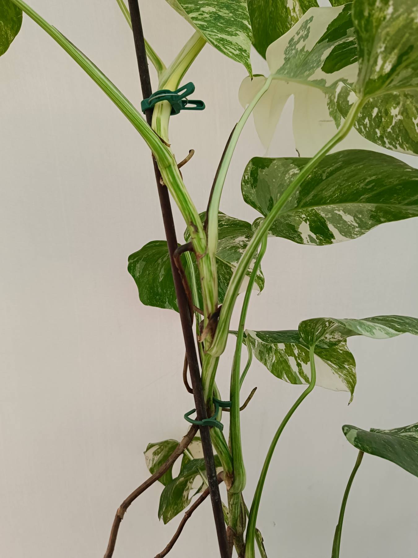 Monstera Albo Variegata