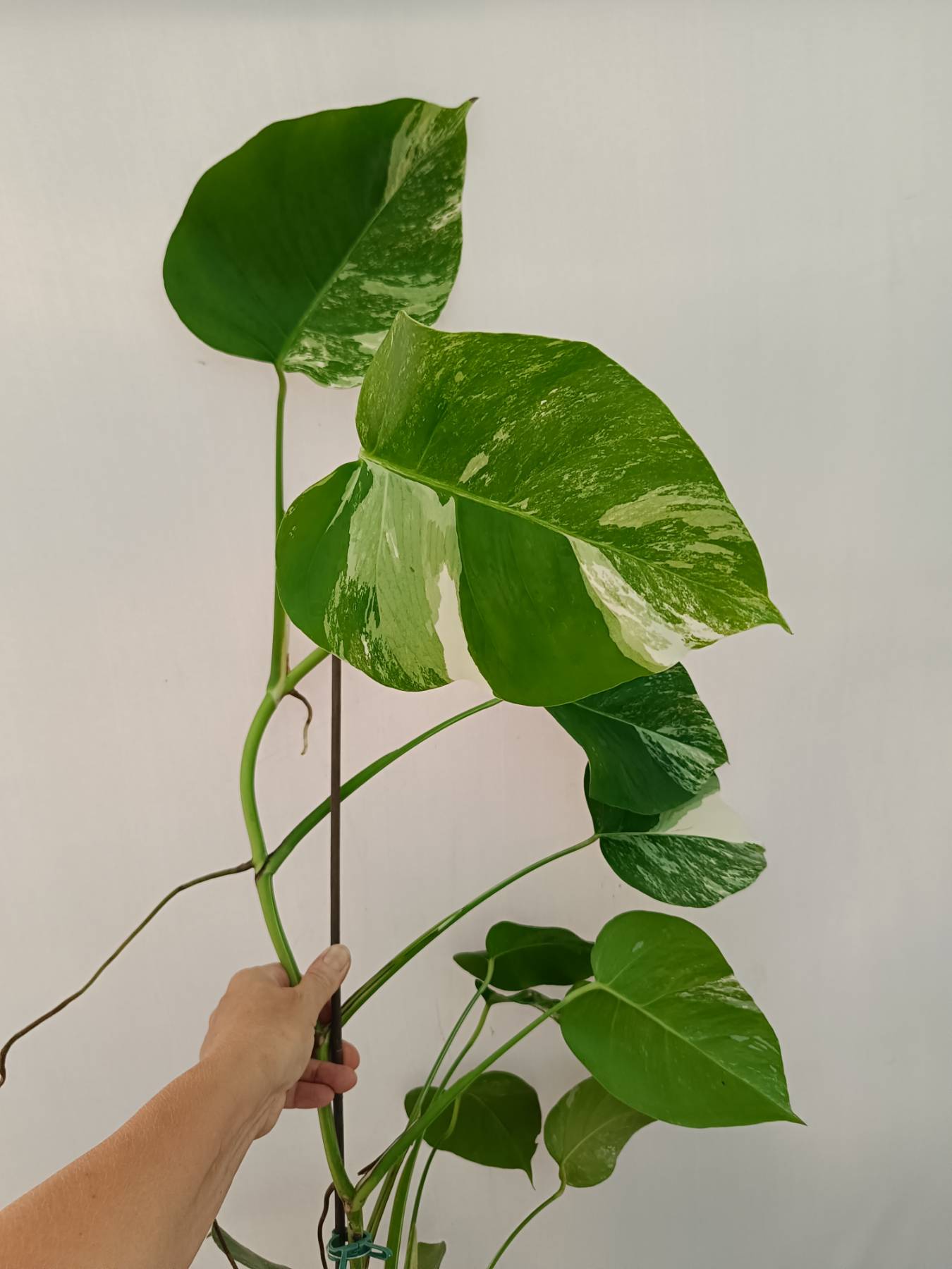 Monstera Albo Variegata