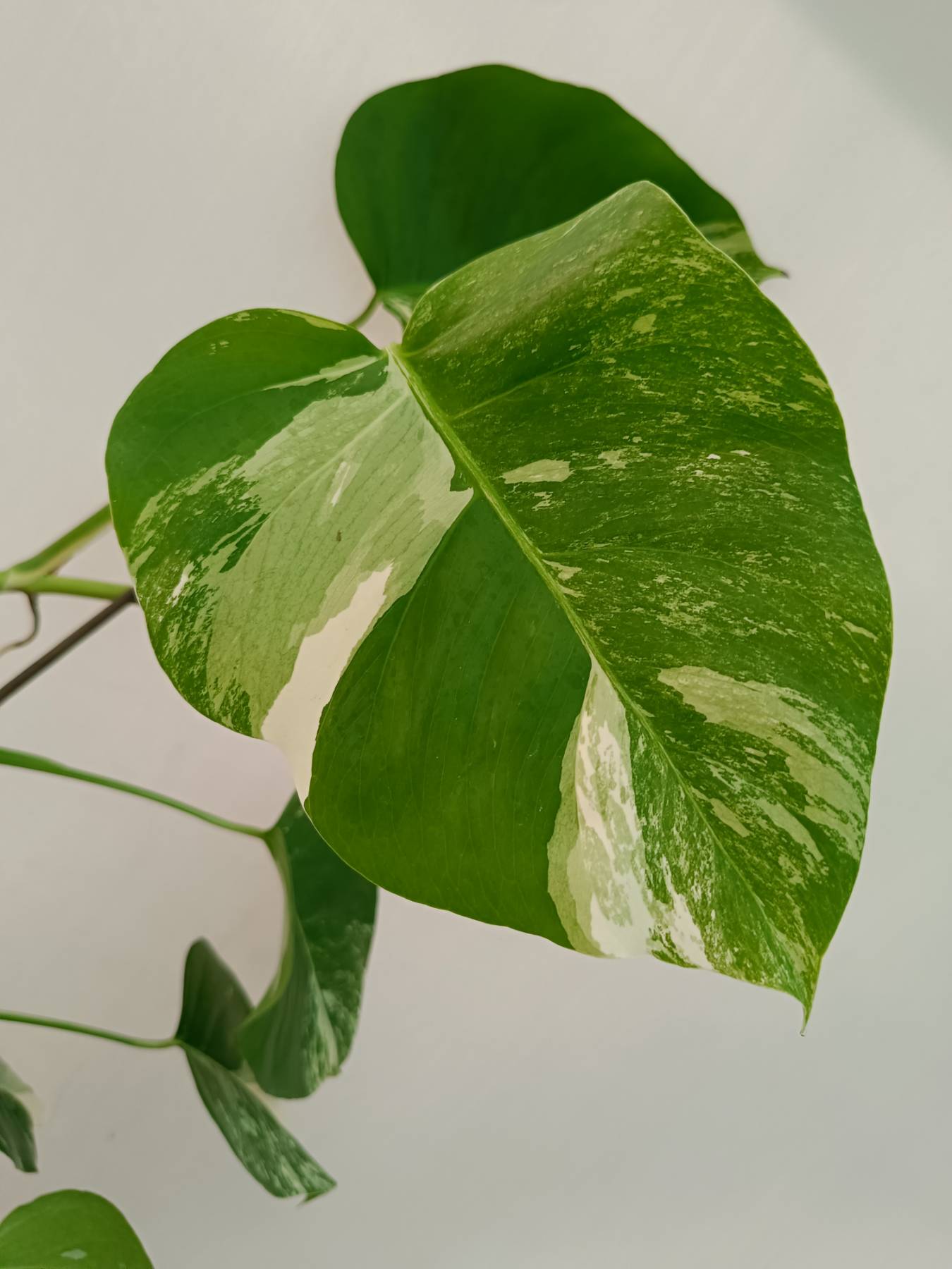 Monstera Albo Variegata