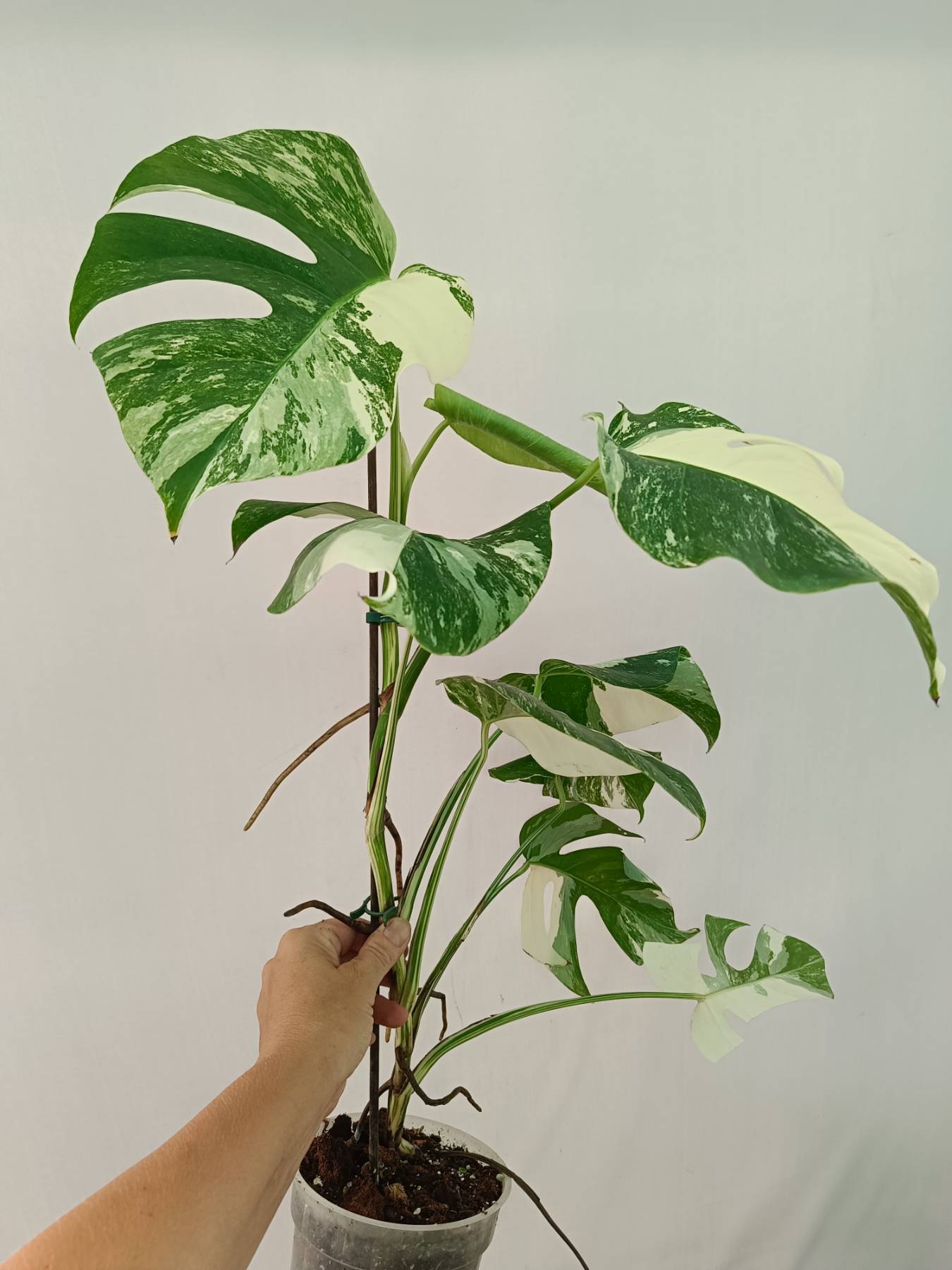 Monstera Albo Variegata