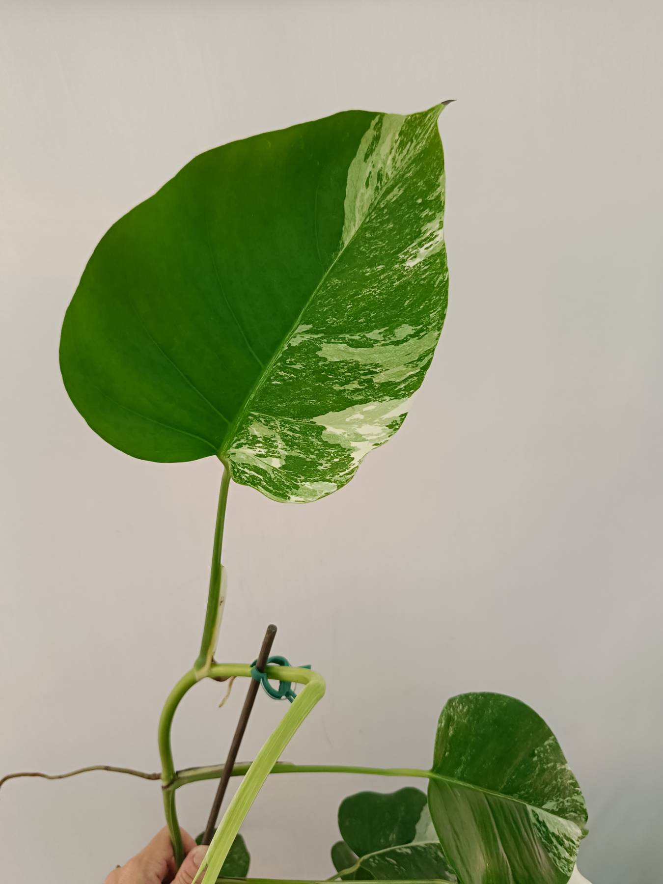 Monstera Albo Variegata