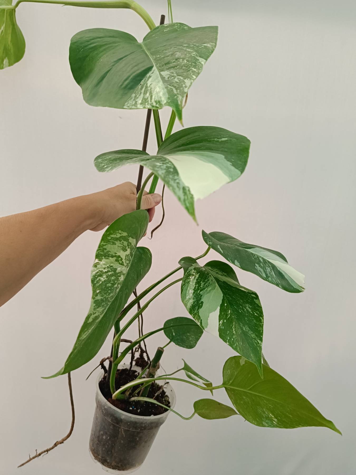 Monstera Albo Variegata