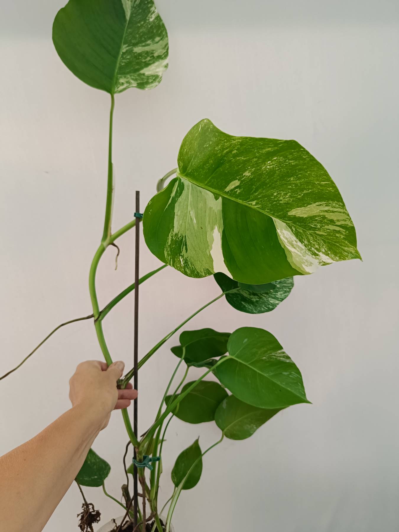 Monstera Albo Variegata