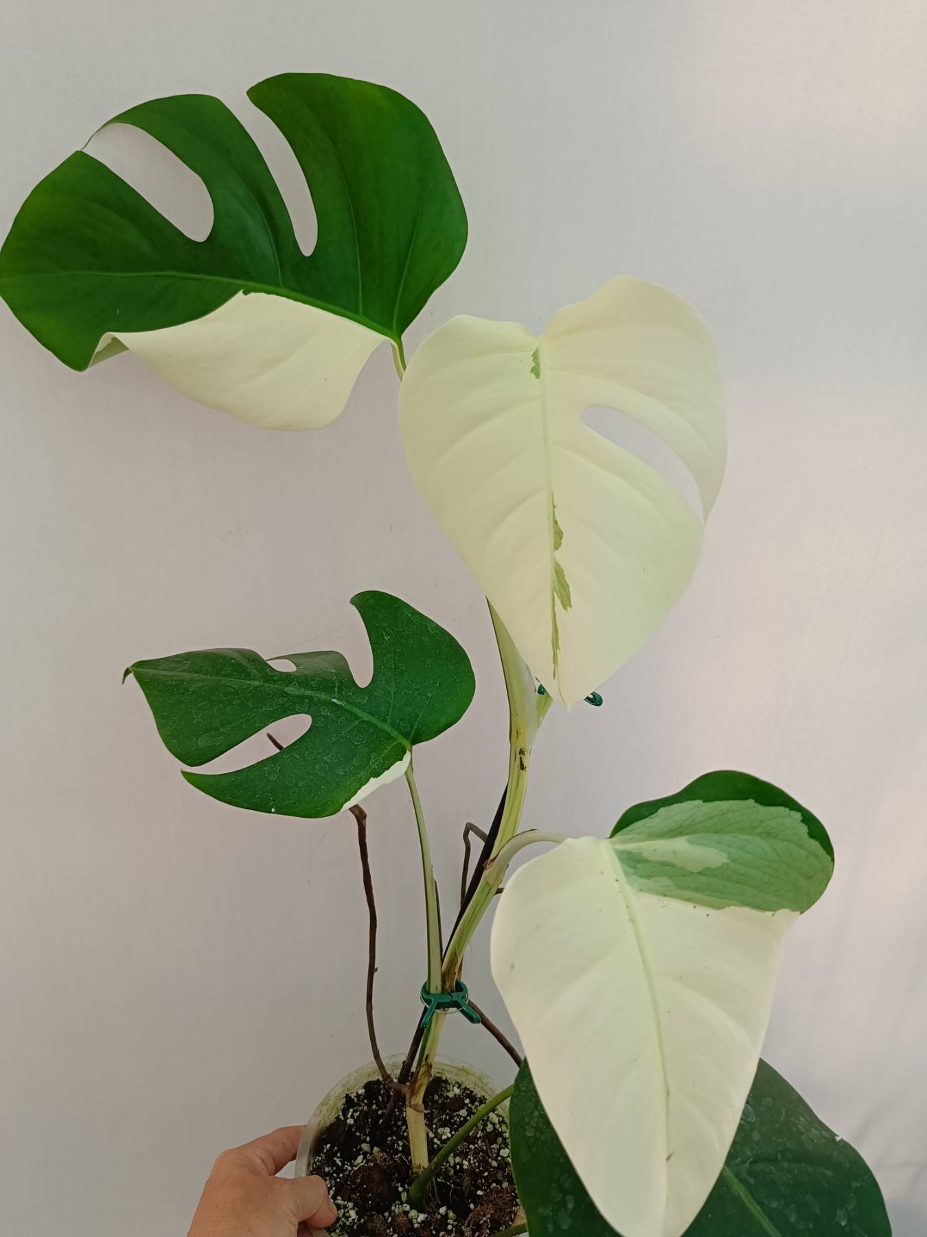 Monstera Albo Variegata