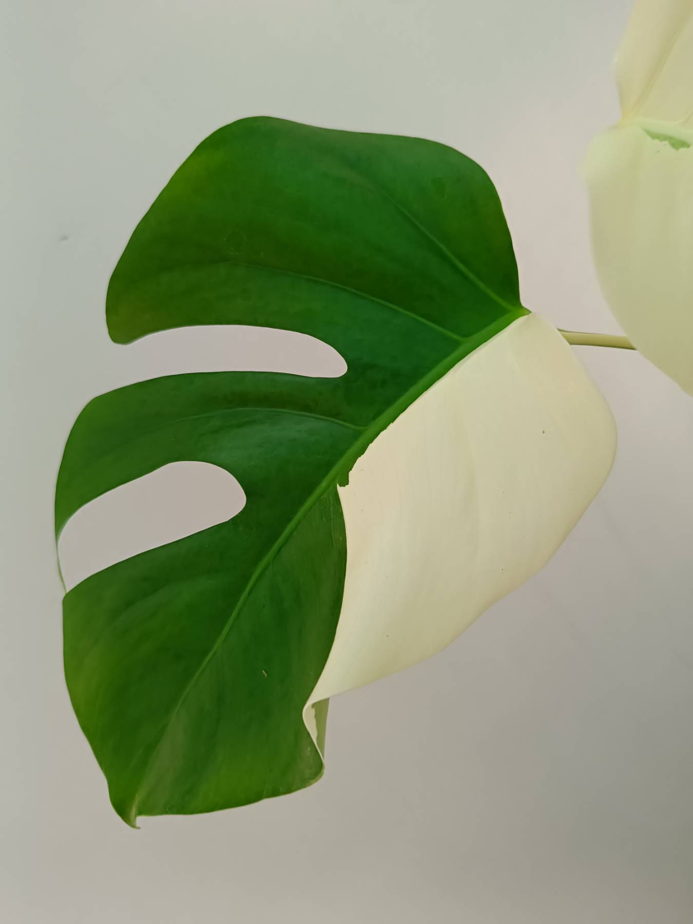 Monstera Albo Variegata