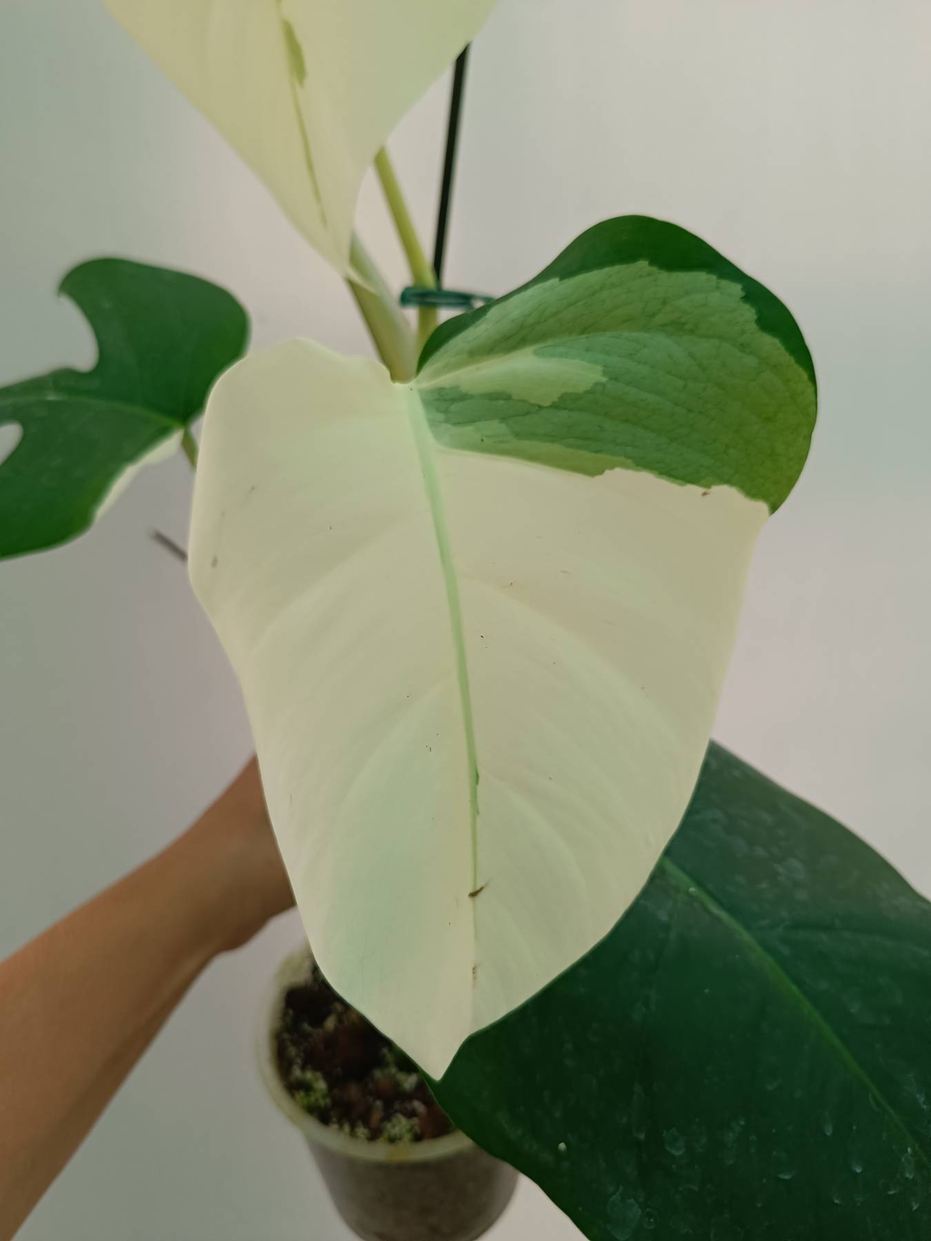 Monstera Albo Variegata
