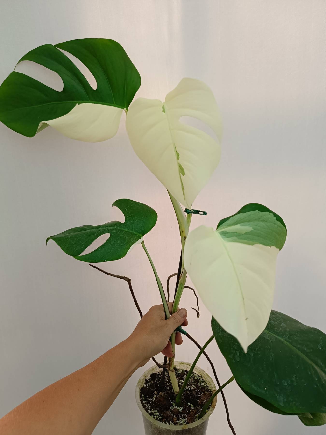 Monstera Albo Variegata
