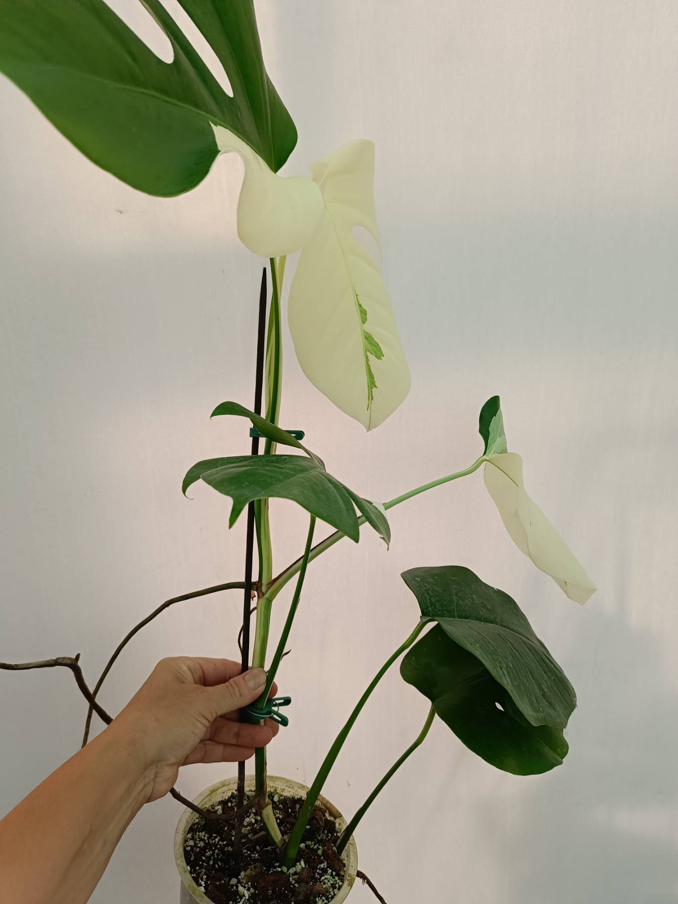 Monstera Albo Variegata