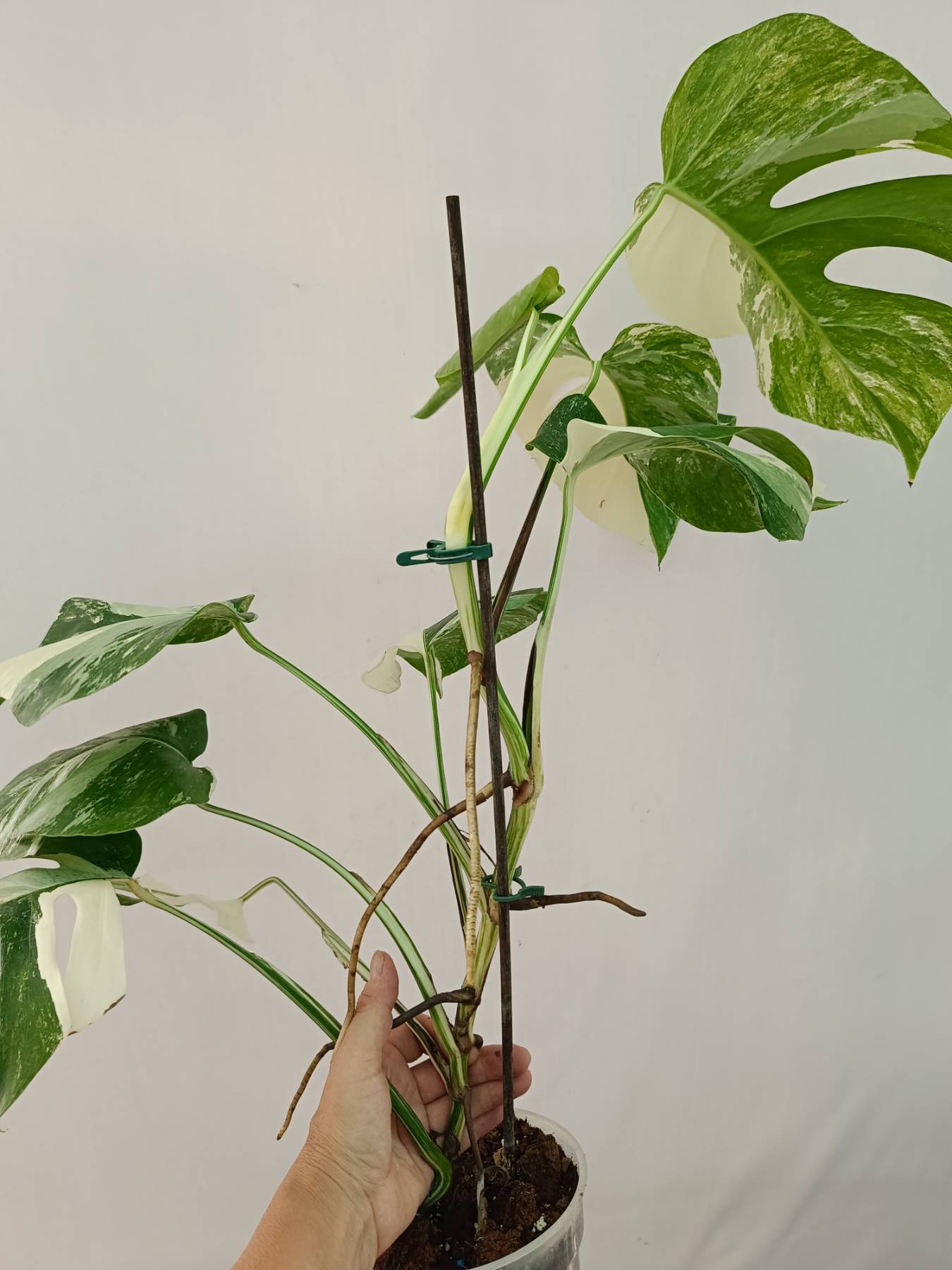 Monstera Albo Variegata