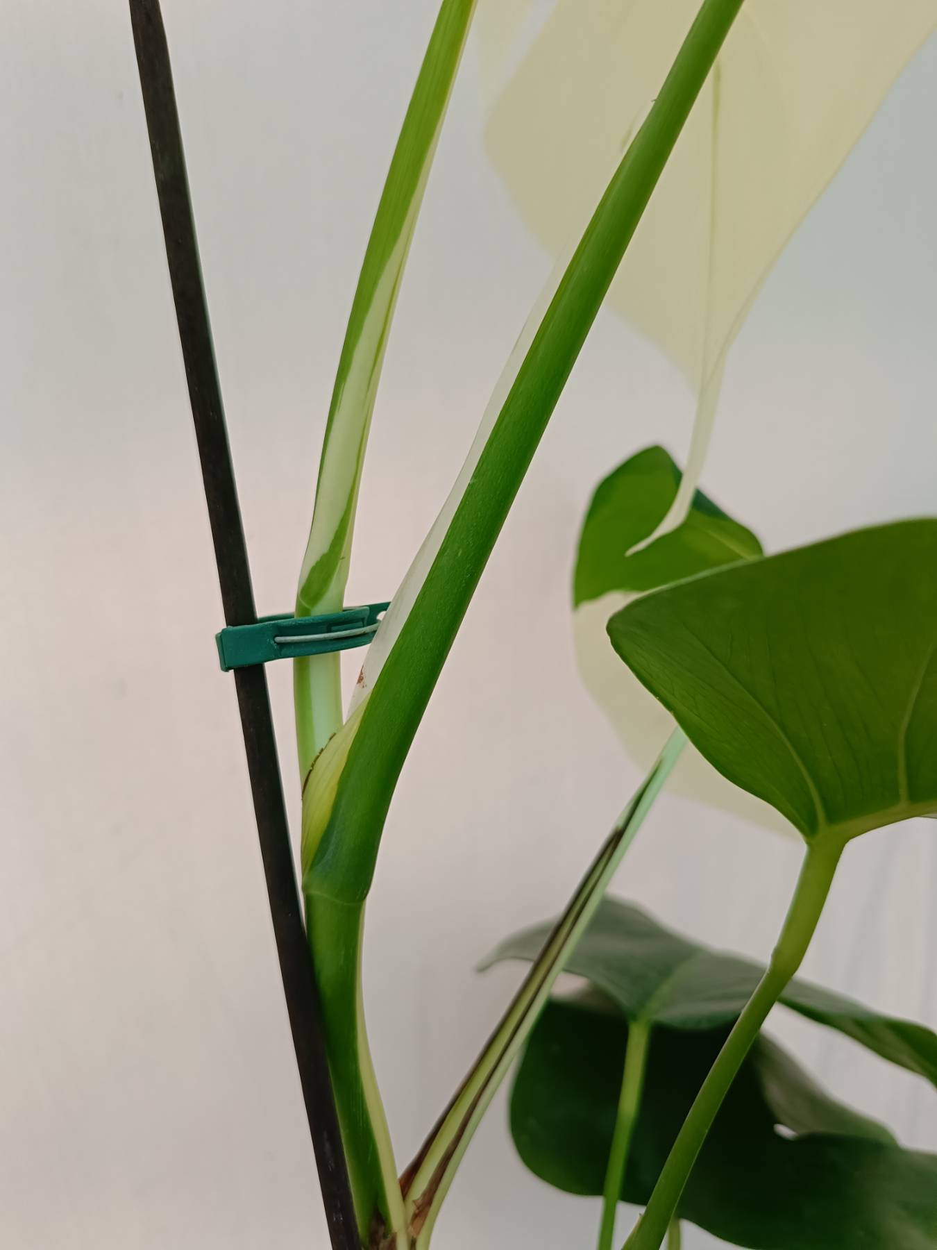 Monstera Albo Variegata