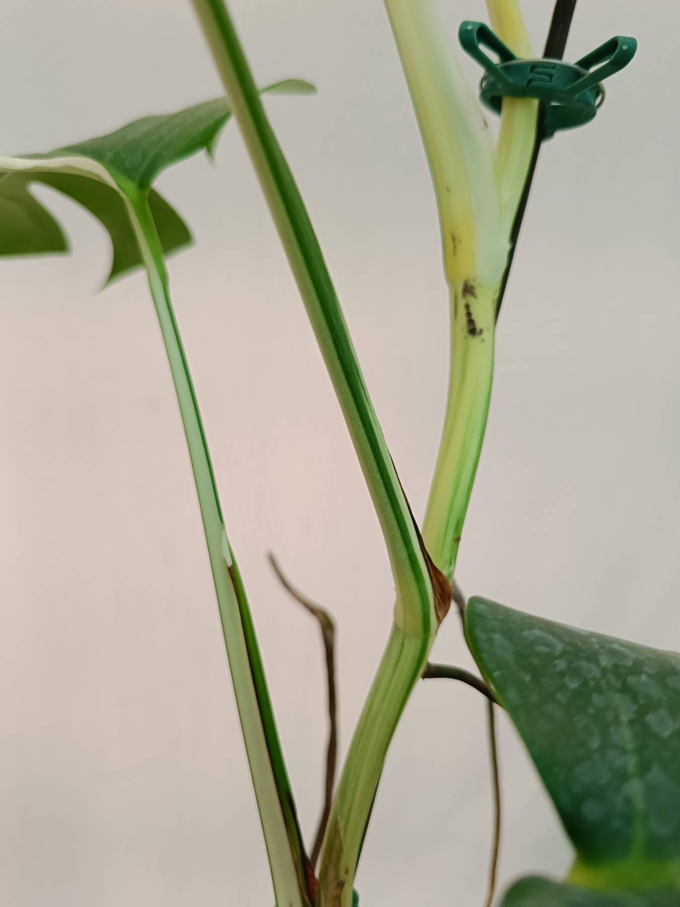 Monstera Albo Variegata