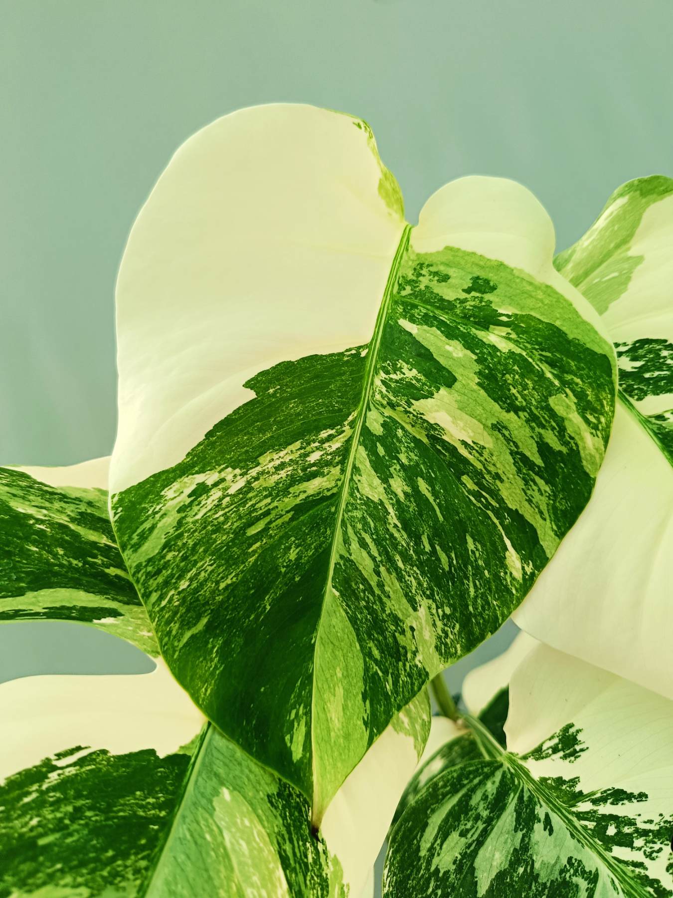 Monstera albo variegata EXTRA WHITE