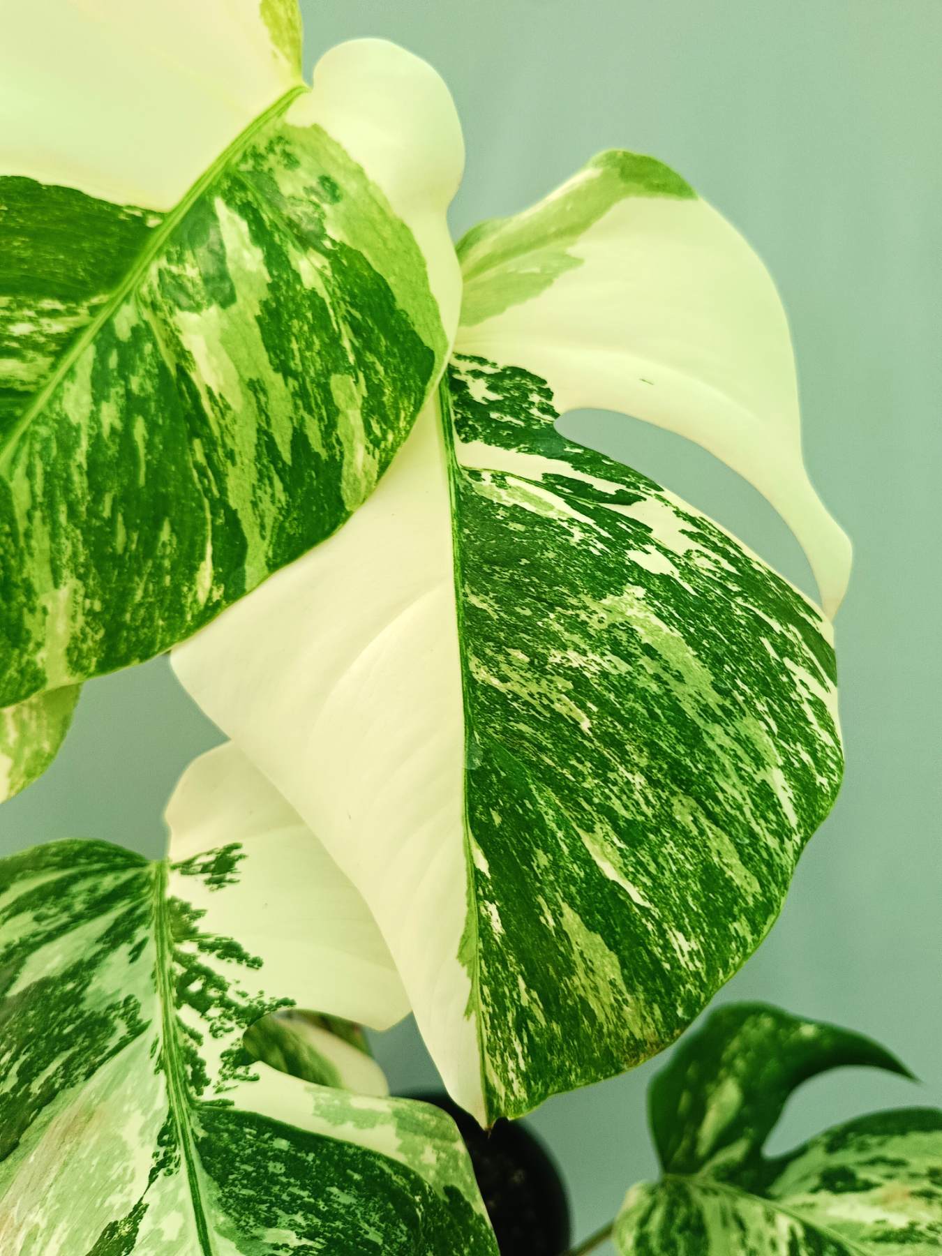 Monstera albo variegata EXTRA WHITE
