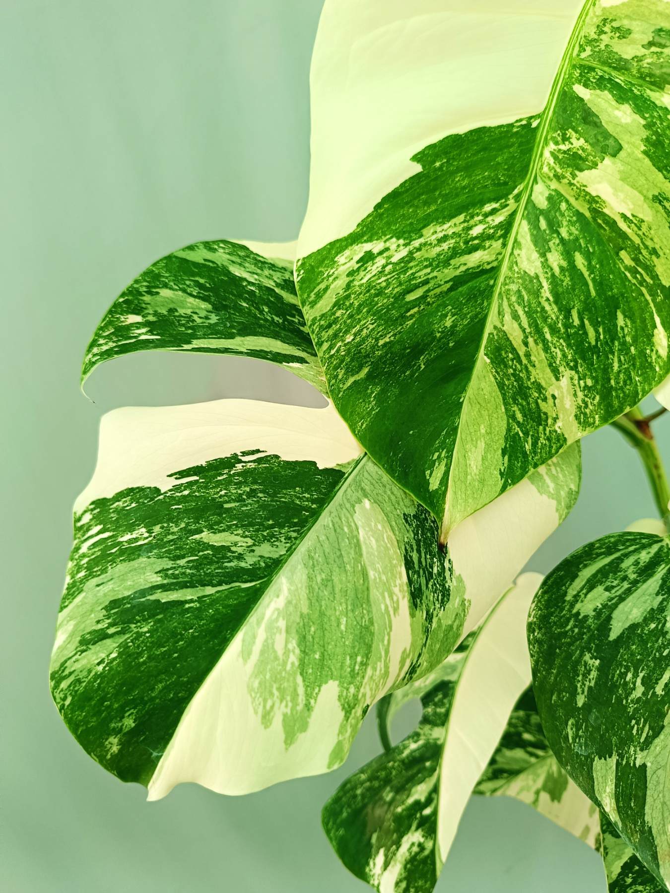 Monstera albo variegata EXTRA WHITE