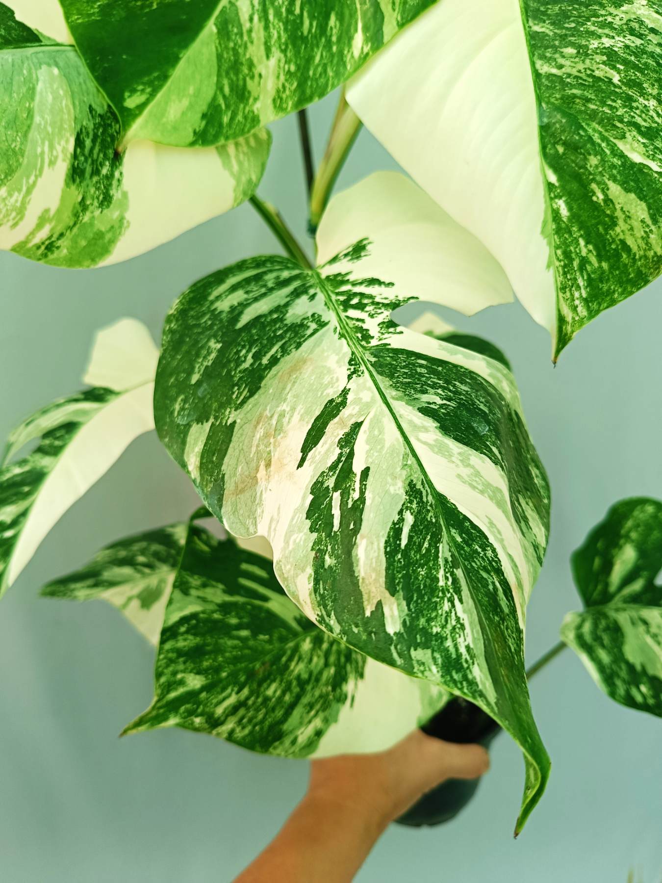 Monstera albo variegata EXTRA WHITE