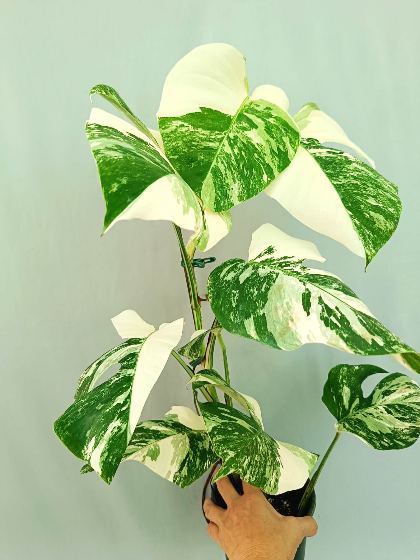 Monstera albo variegata EXTRA WHITE