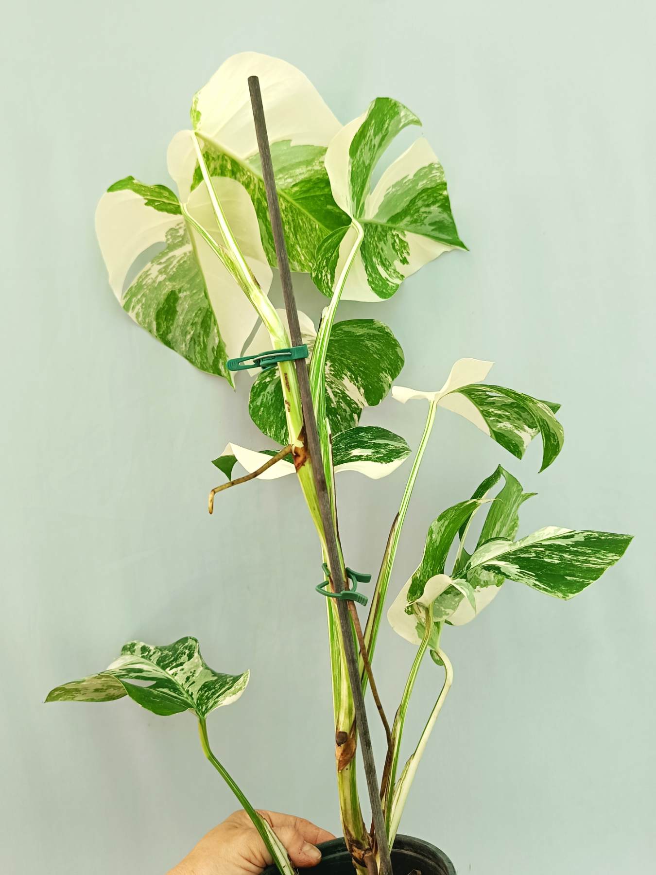 Monstera albo variegata EXTRA WHITE