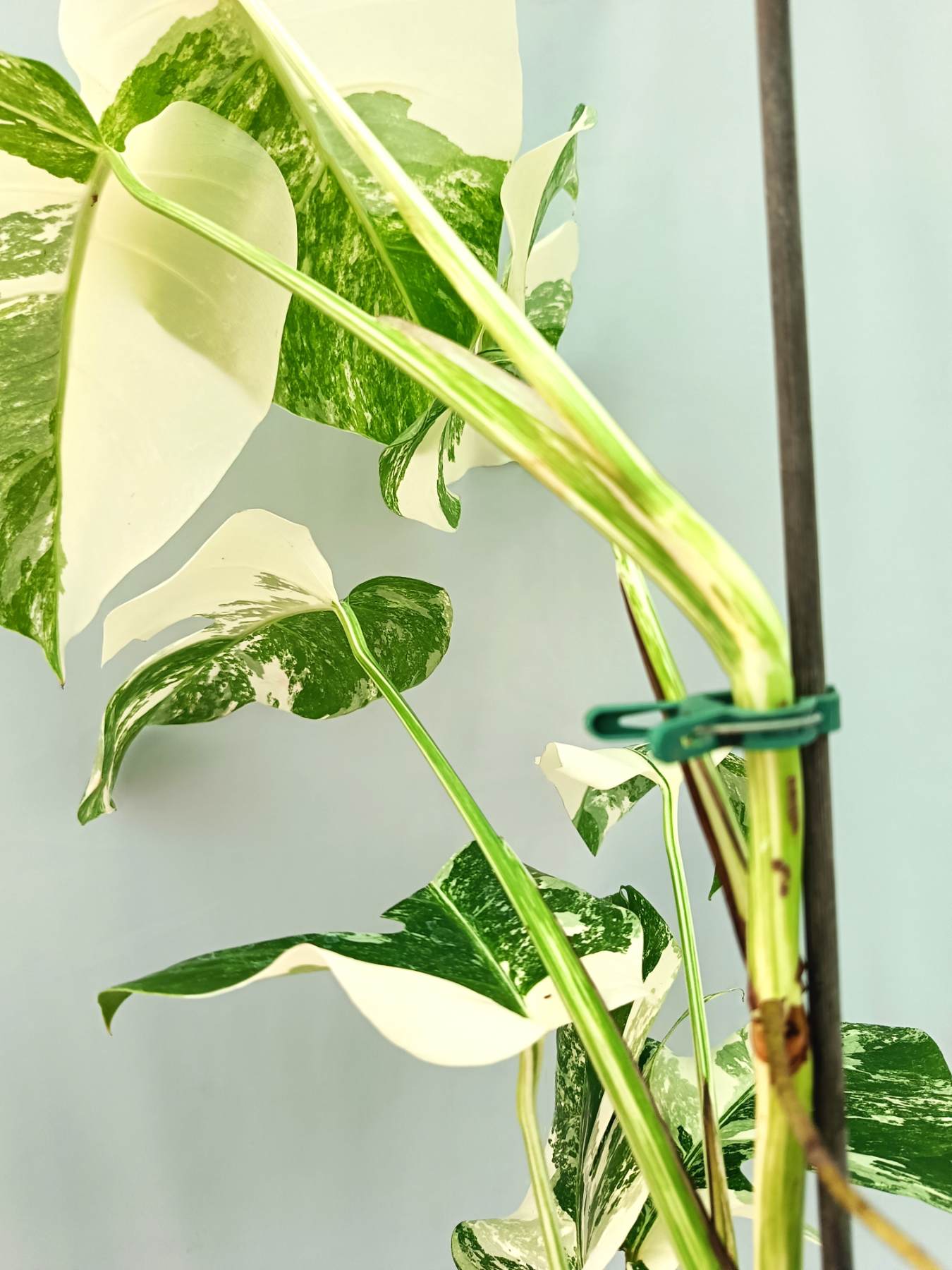 Monstera albo variegata EXTRA WHITE