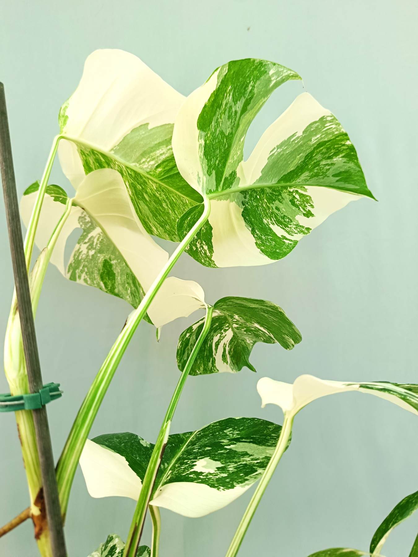 Monstera albo variegata EXTRA WHITE
