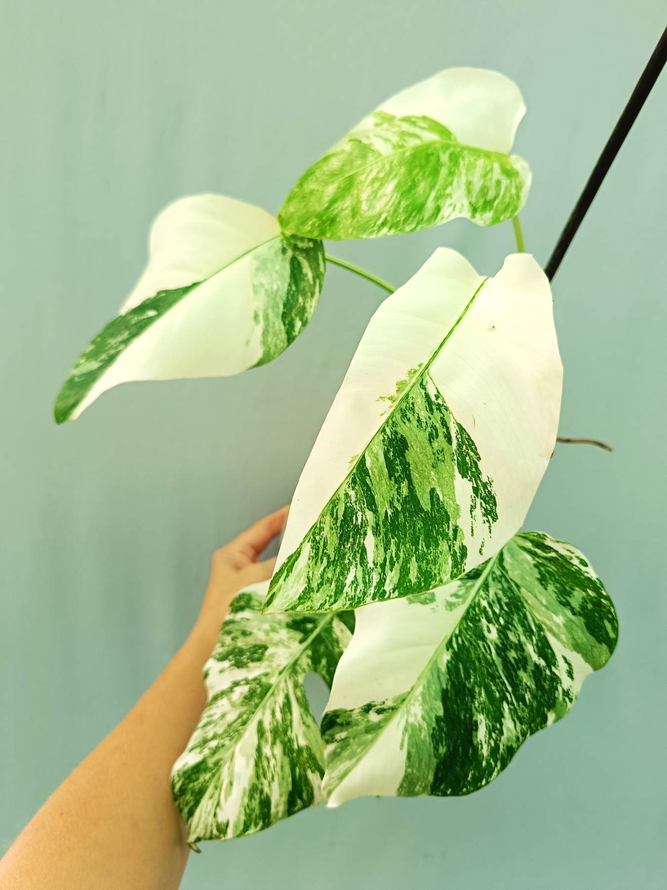 Monstera albo variegata EXTRA WHITE
