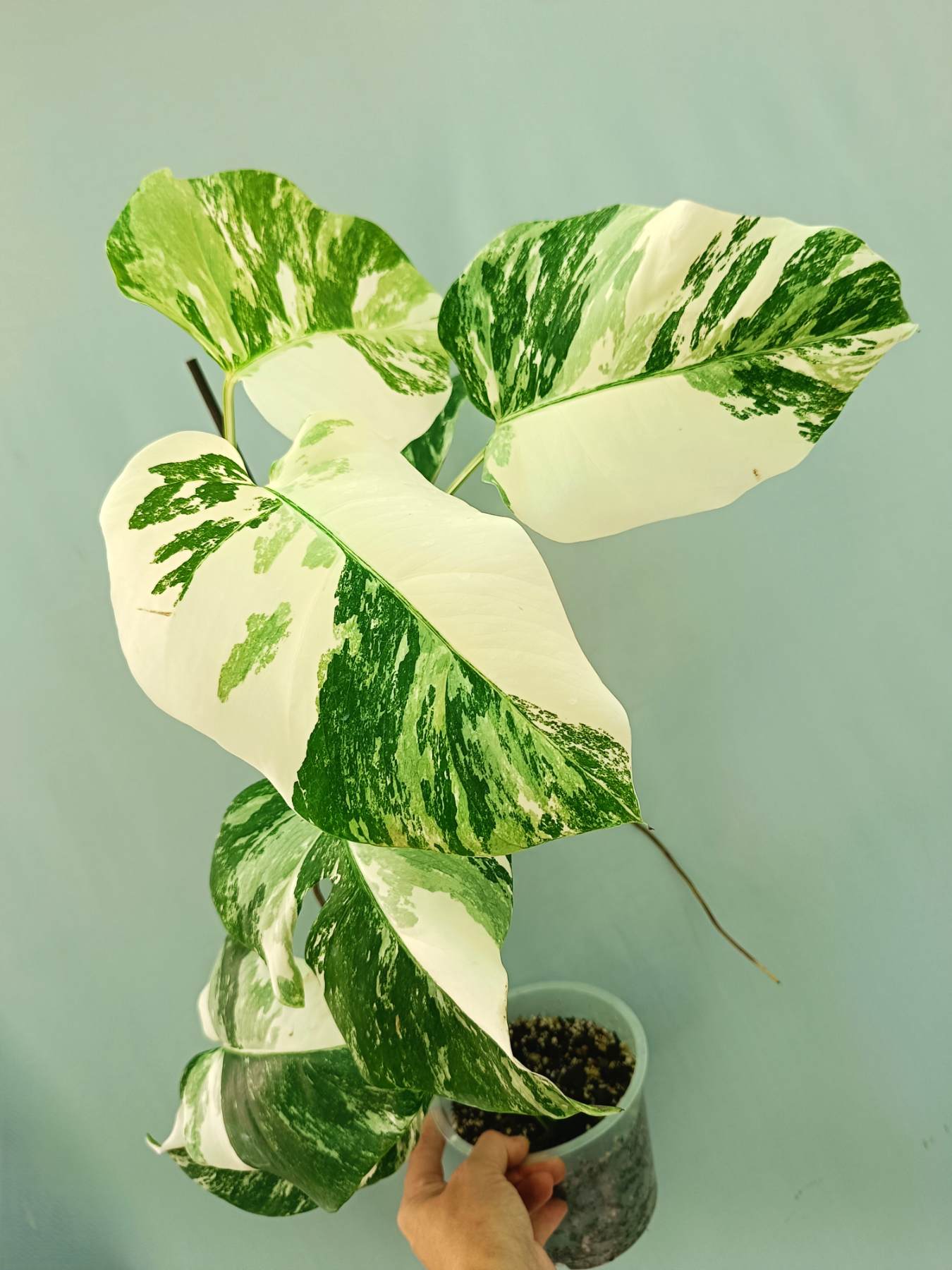 Monstera albo variegata EXTRA WHITE