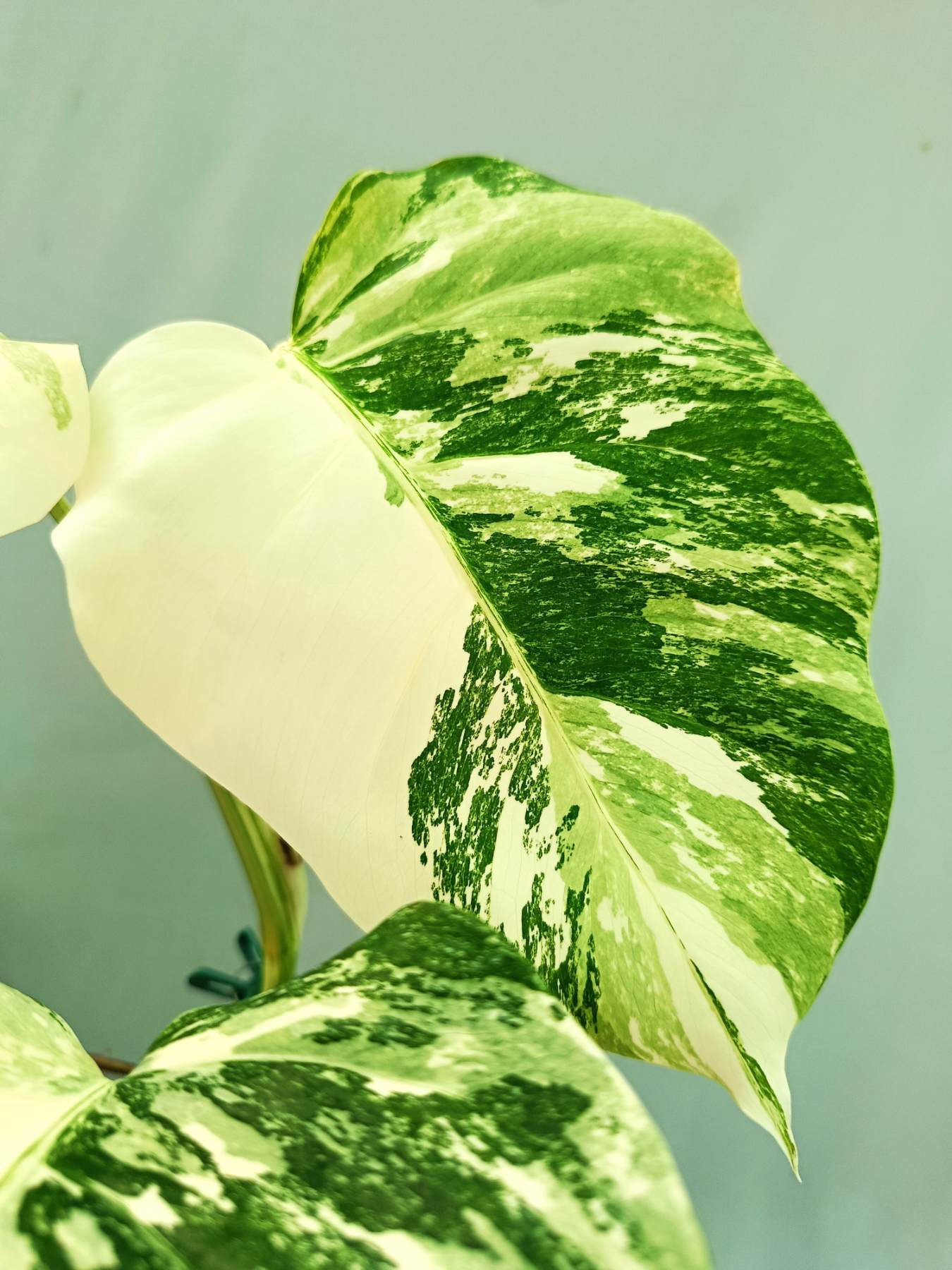 Monstera albo variegata EXTRA WHITE