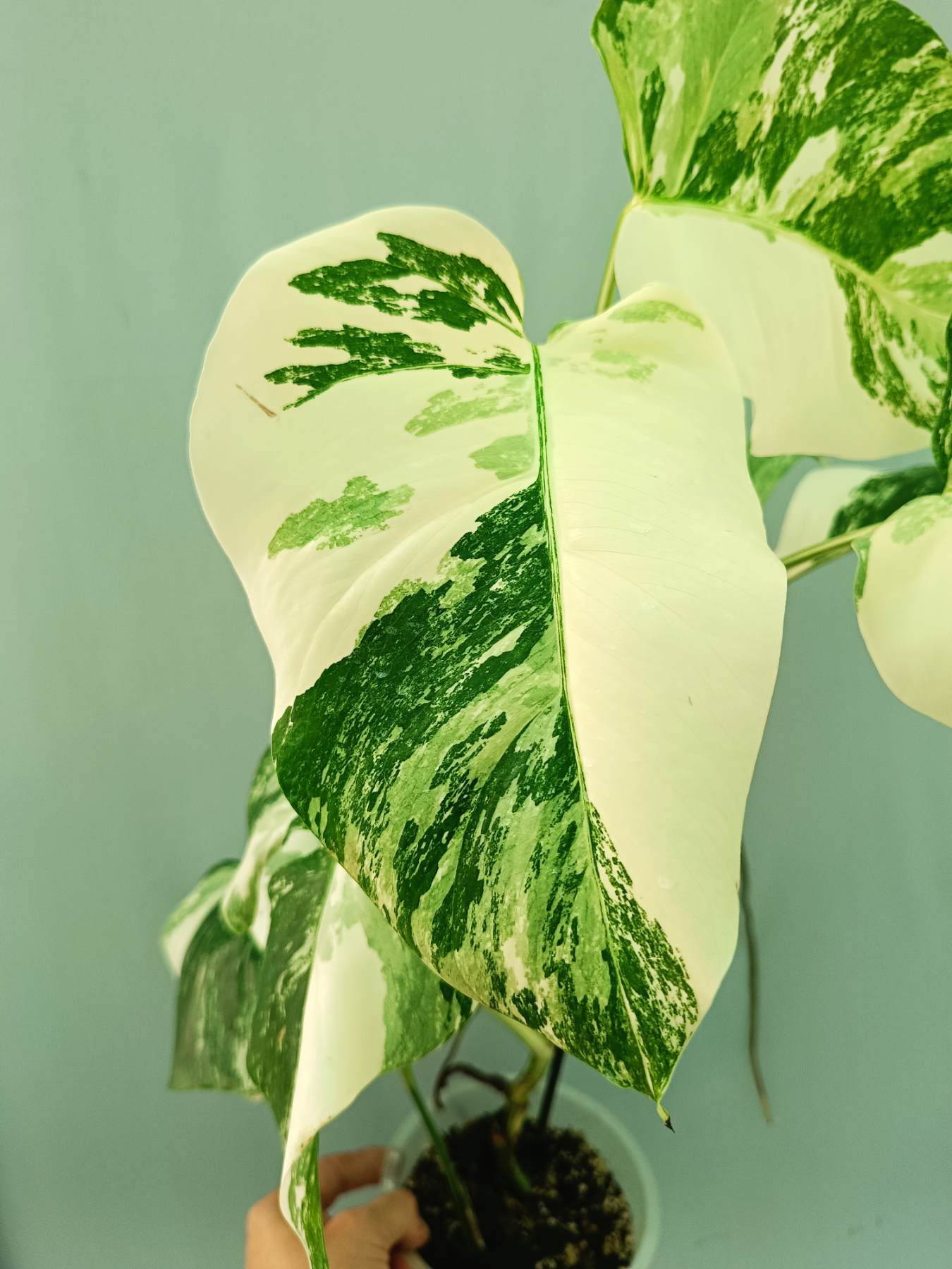 Monstera albo variegata EXTRA WHITE