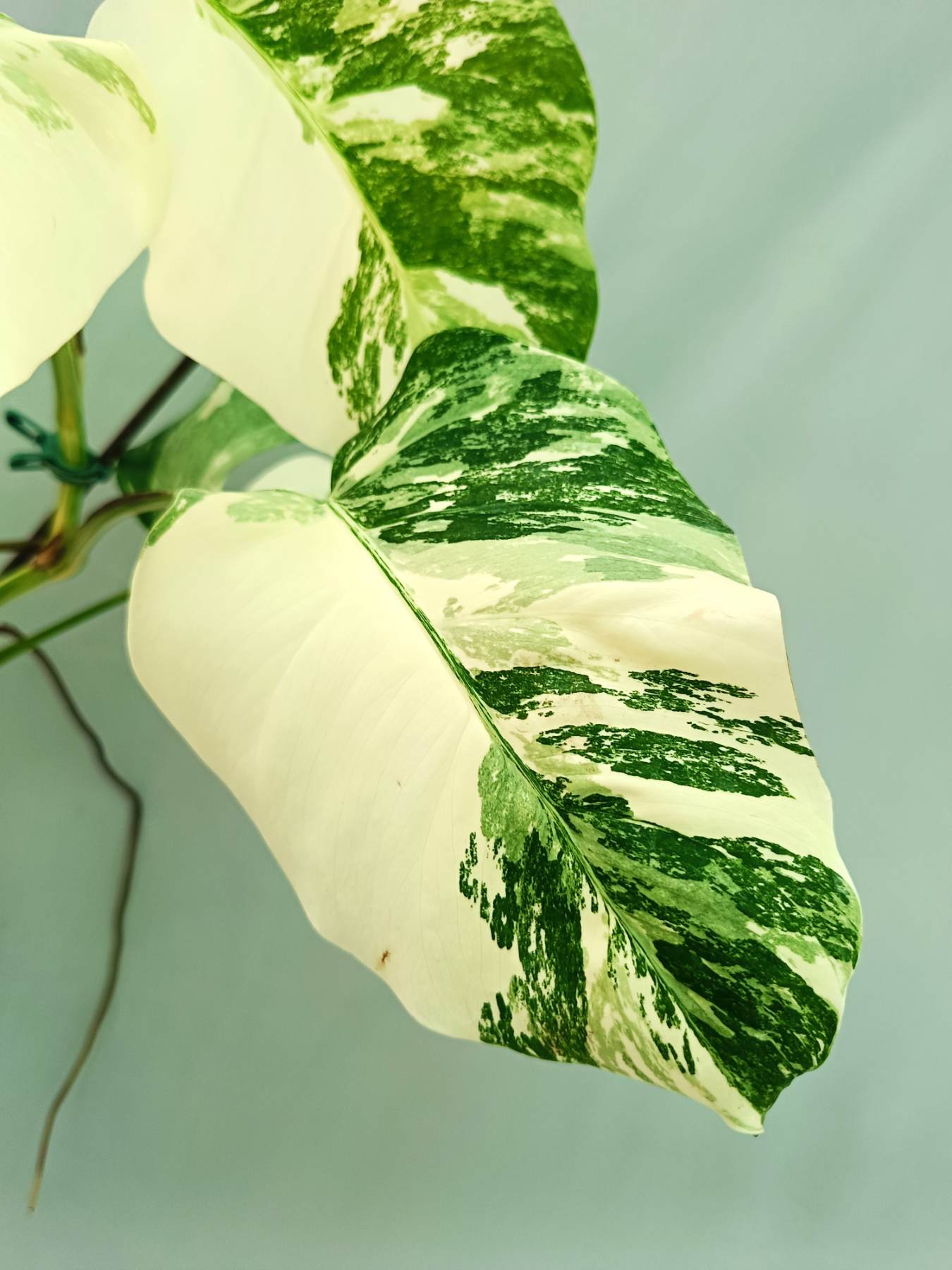 Monstera albo variegata EXTRA WHITE