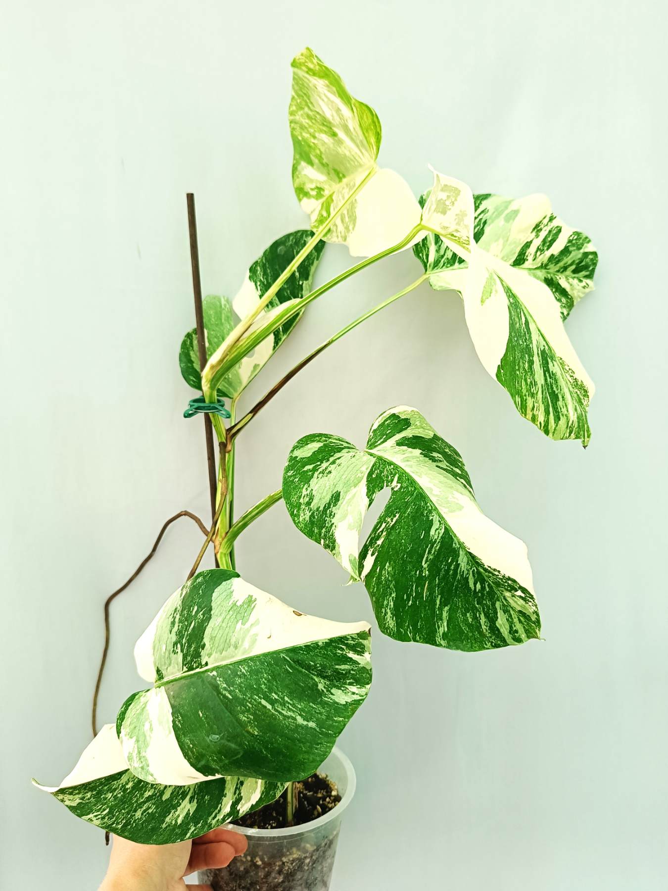 Monstera albo variegata EXTRA WHITE