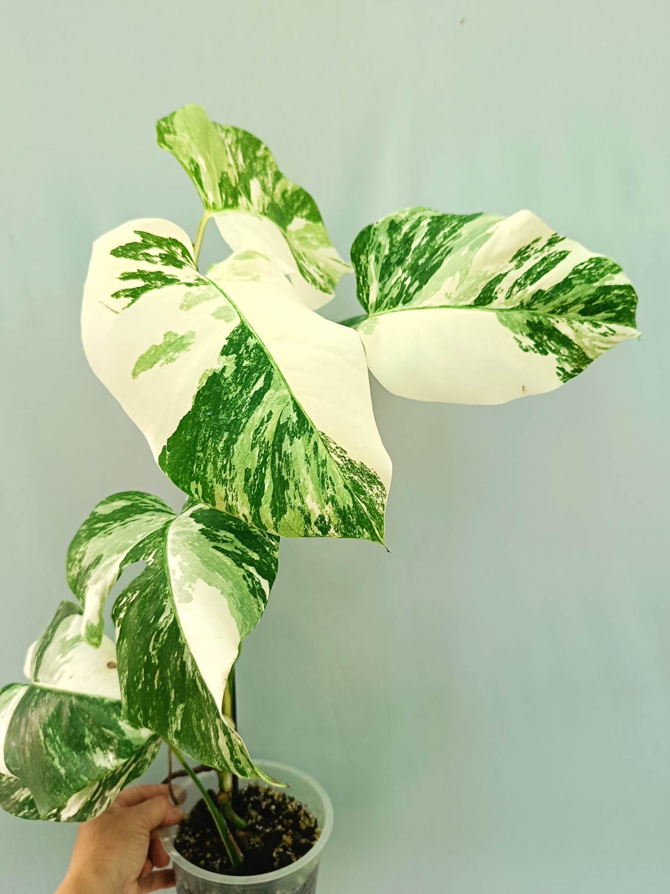 Monstera albo variegata EXTRA WHITE