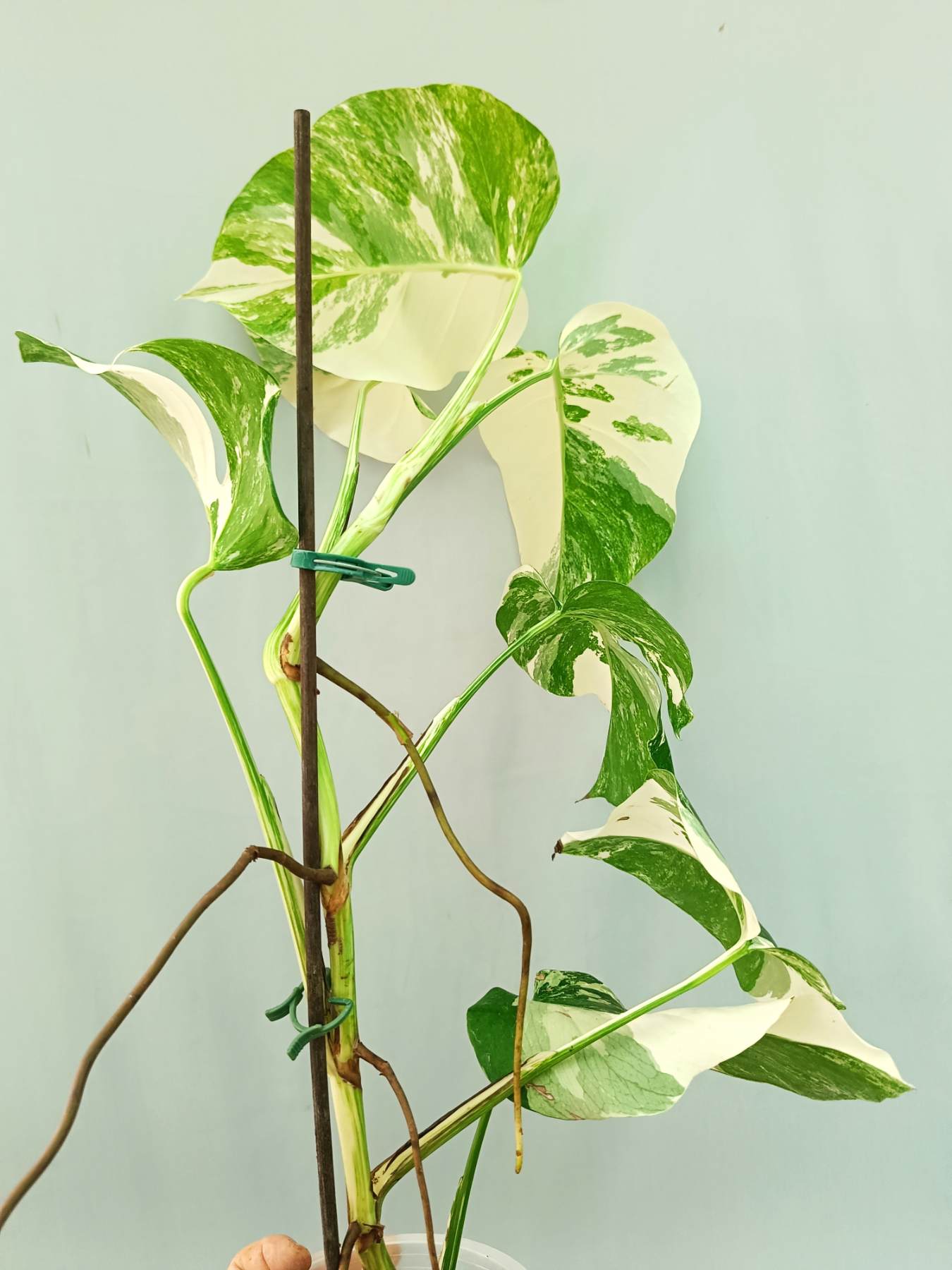 Monstera albo variegata EXTRA WHITE