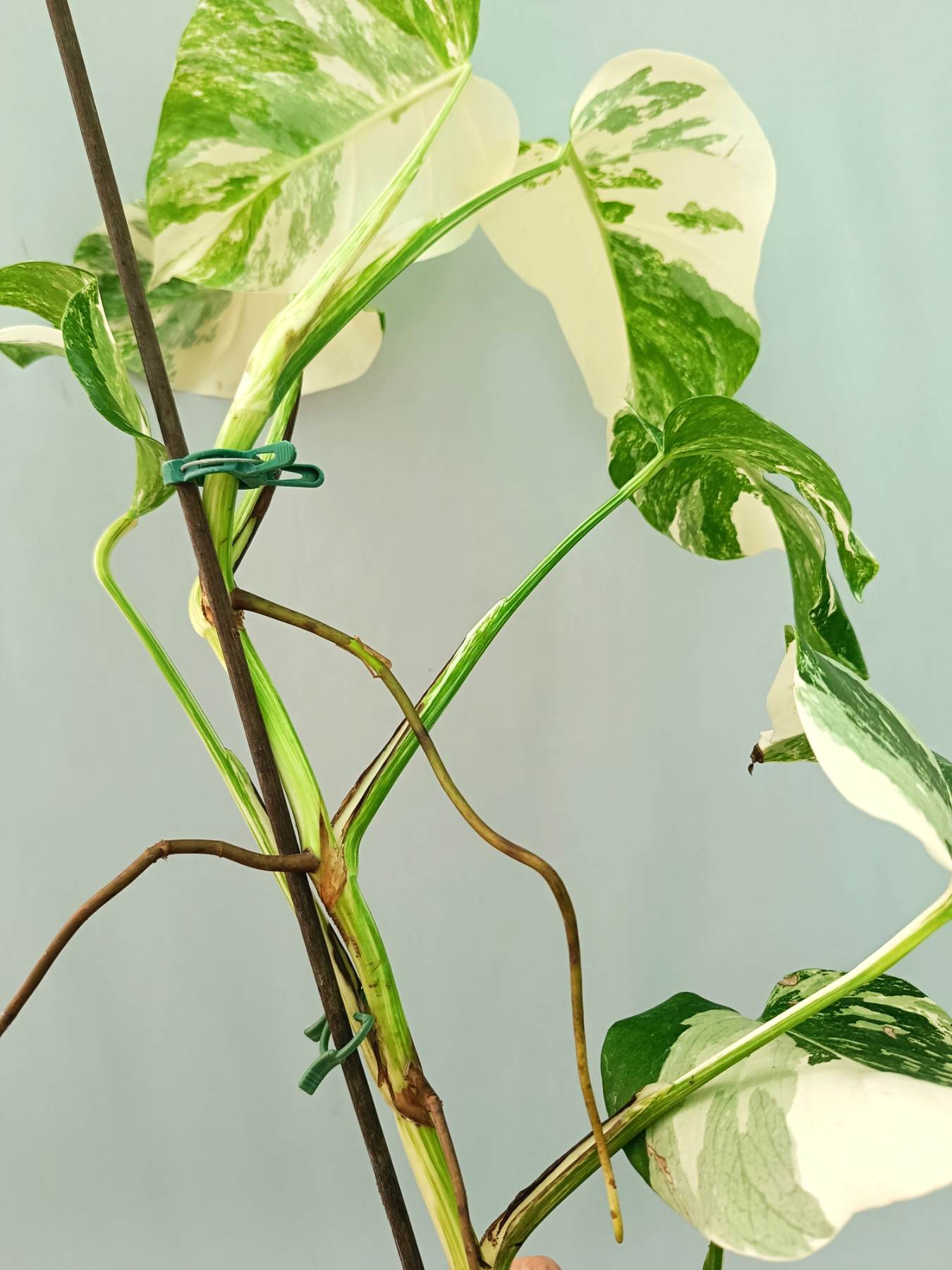 Monstera albo variegata EXTRA WHITE