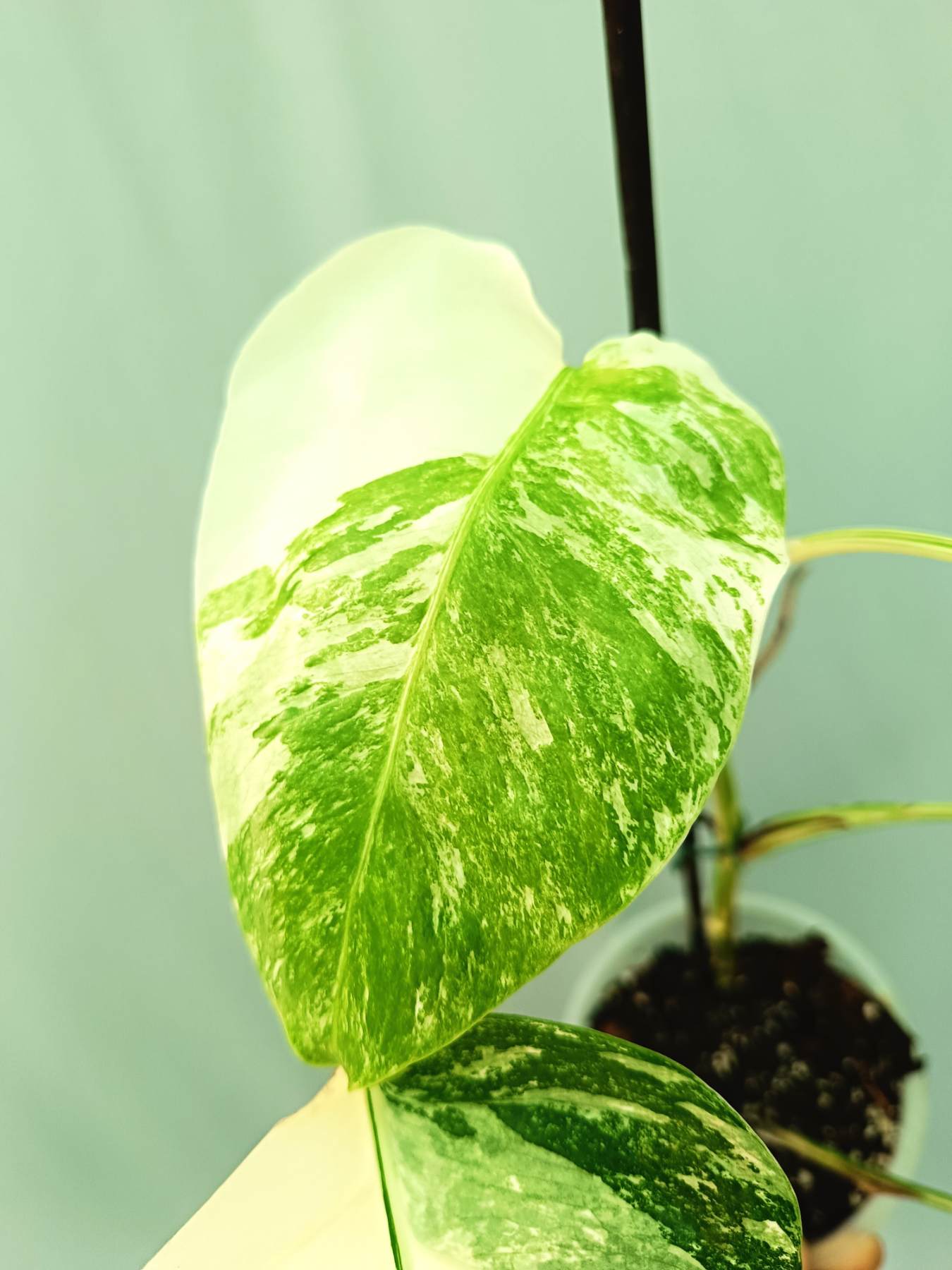 Monstera albo variegata EXTRA WHITE