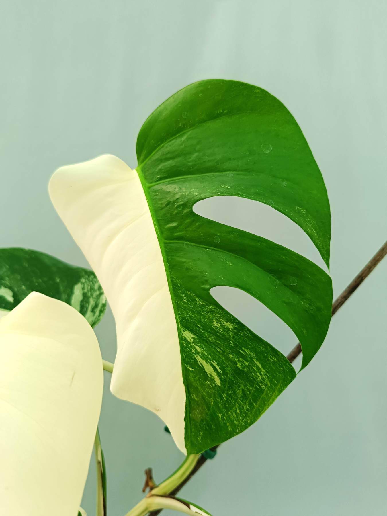 Monstera albo variegata HALFMOON