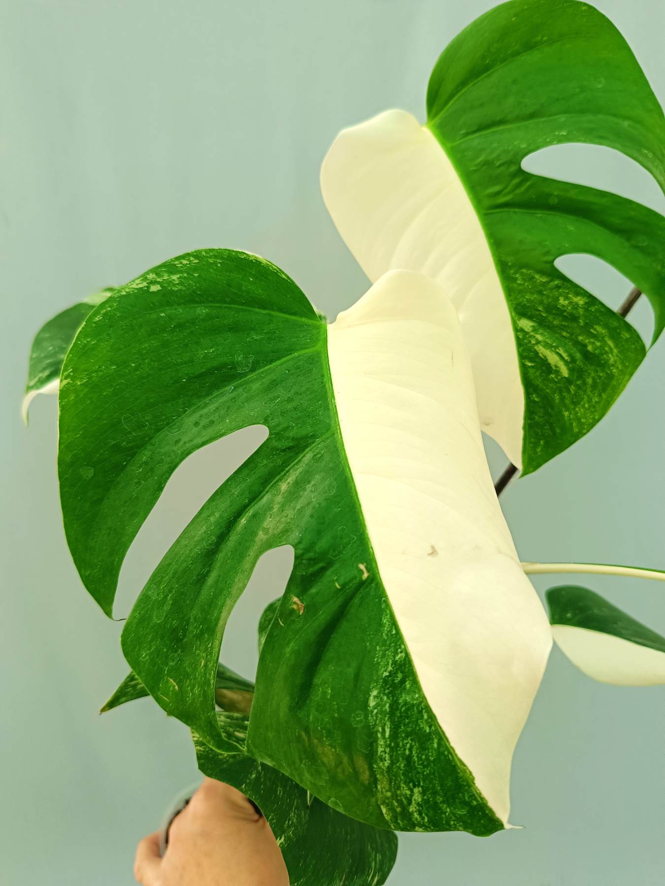 Monstera albo variegata HALFMOON
