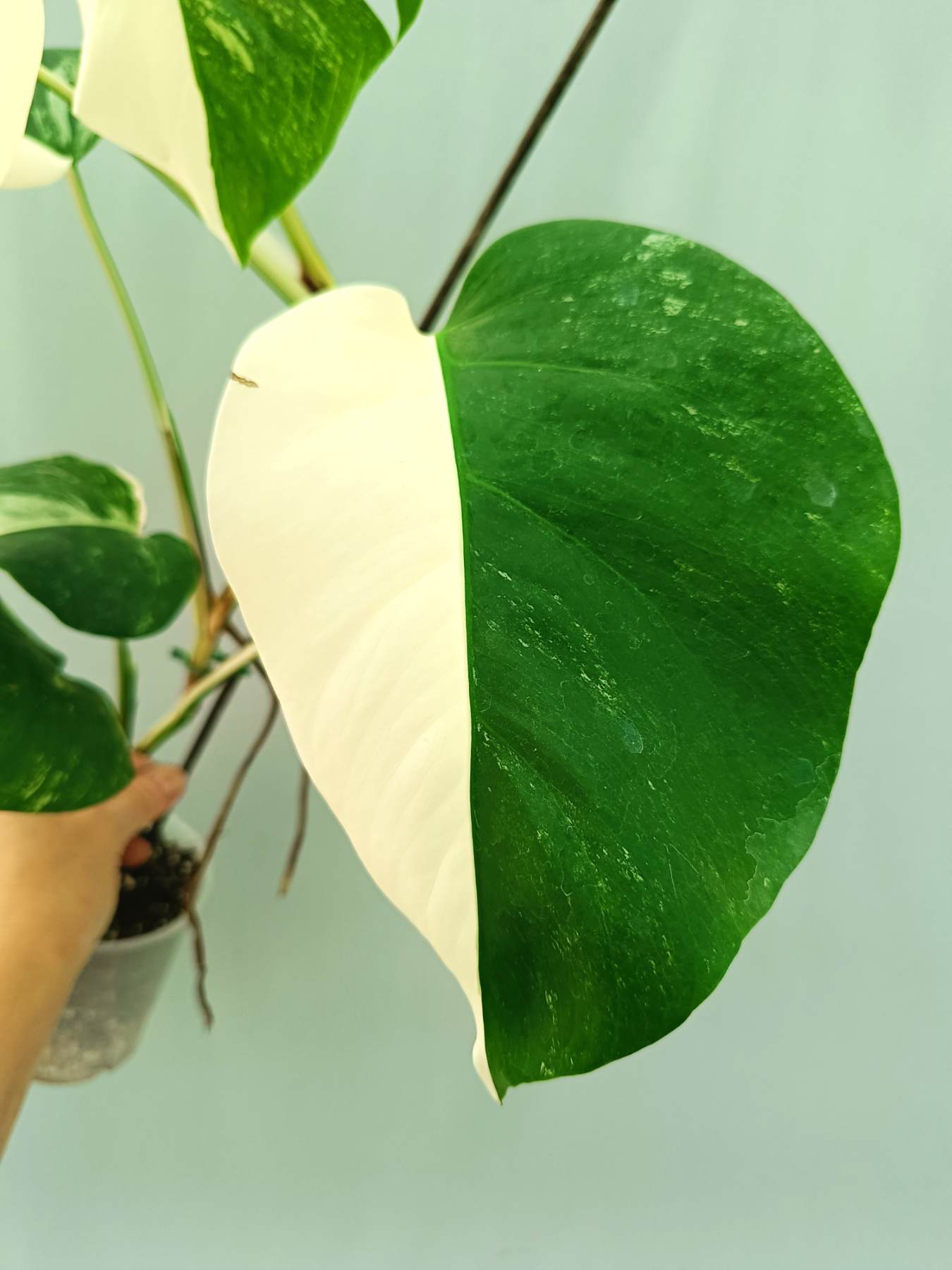 Monstera albo variegata HALFMOON