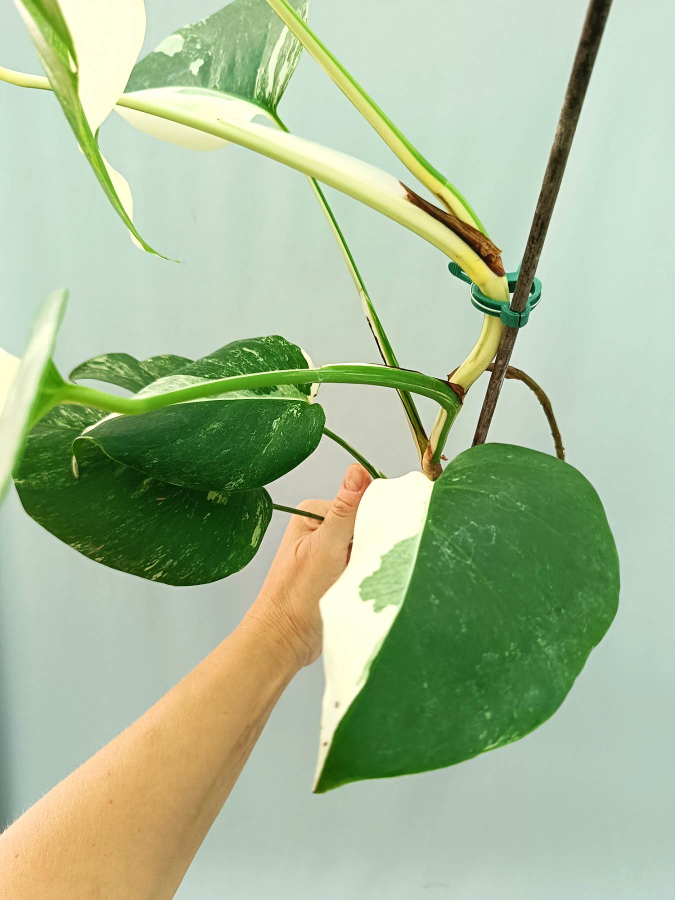 monstera elbow plant Monstera albo variegata HALFMOON