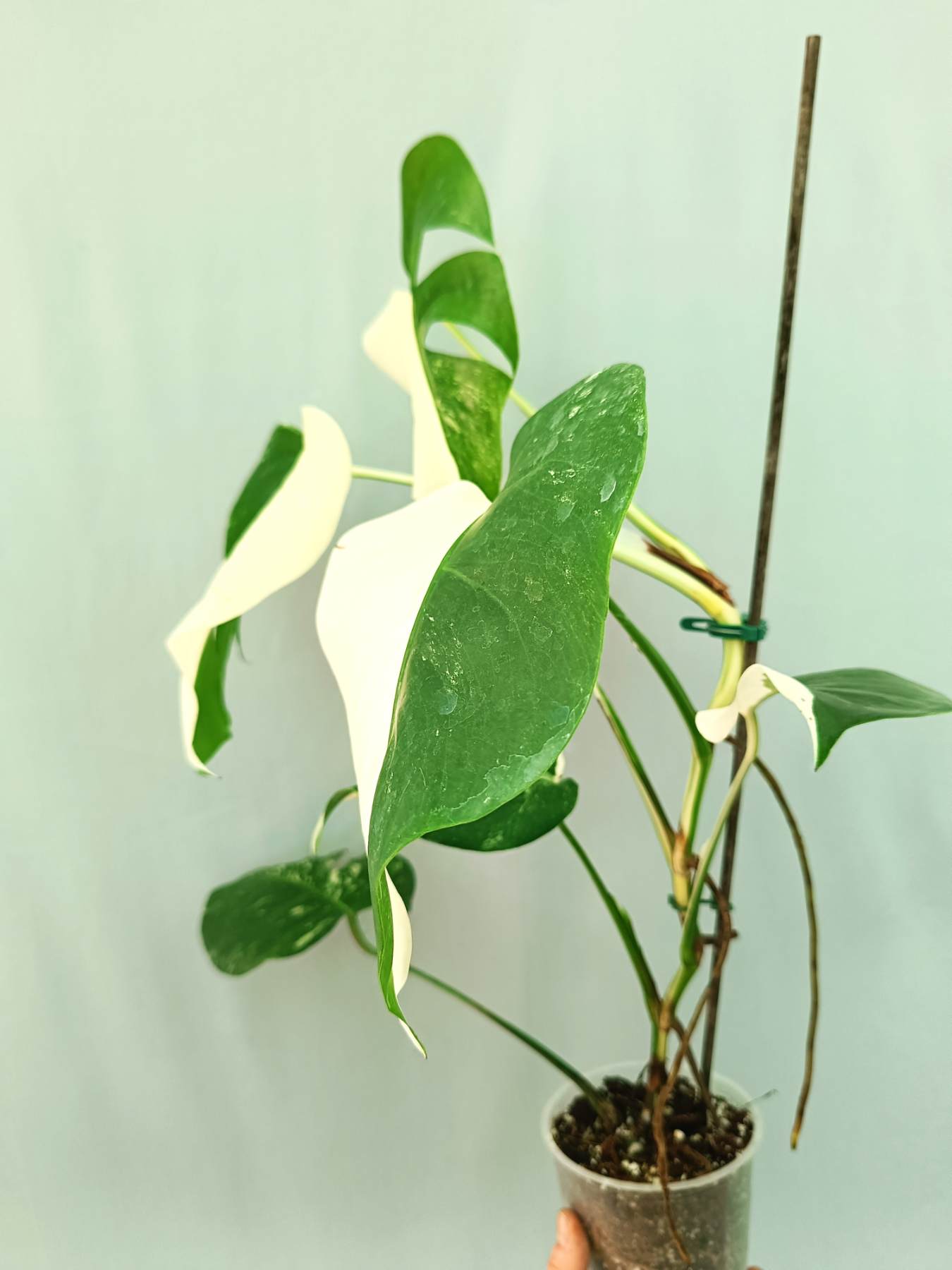 philodendron monstera albo Monstera albo variegata HALFMOON