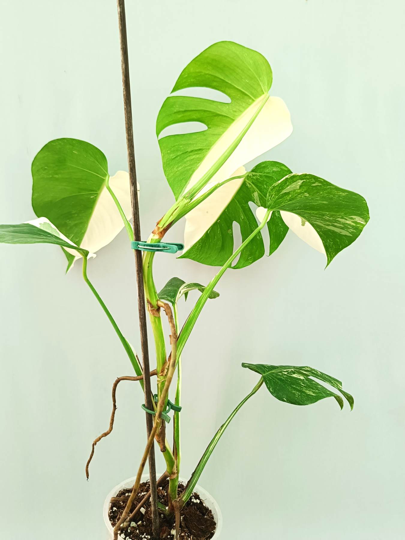 Monstera albo variegata HALFMOON