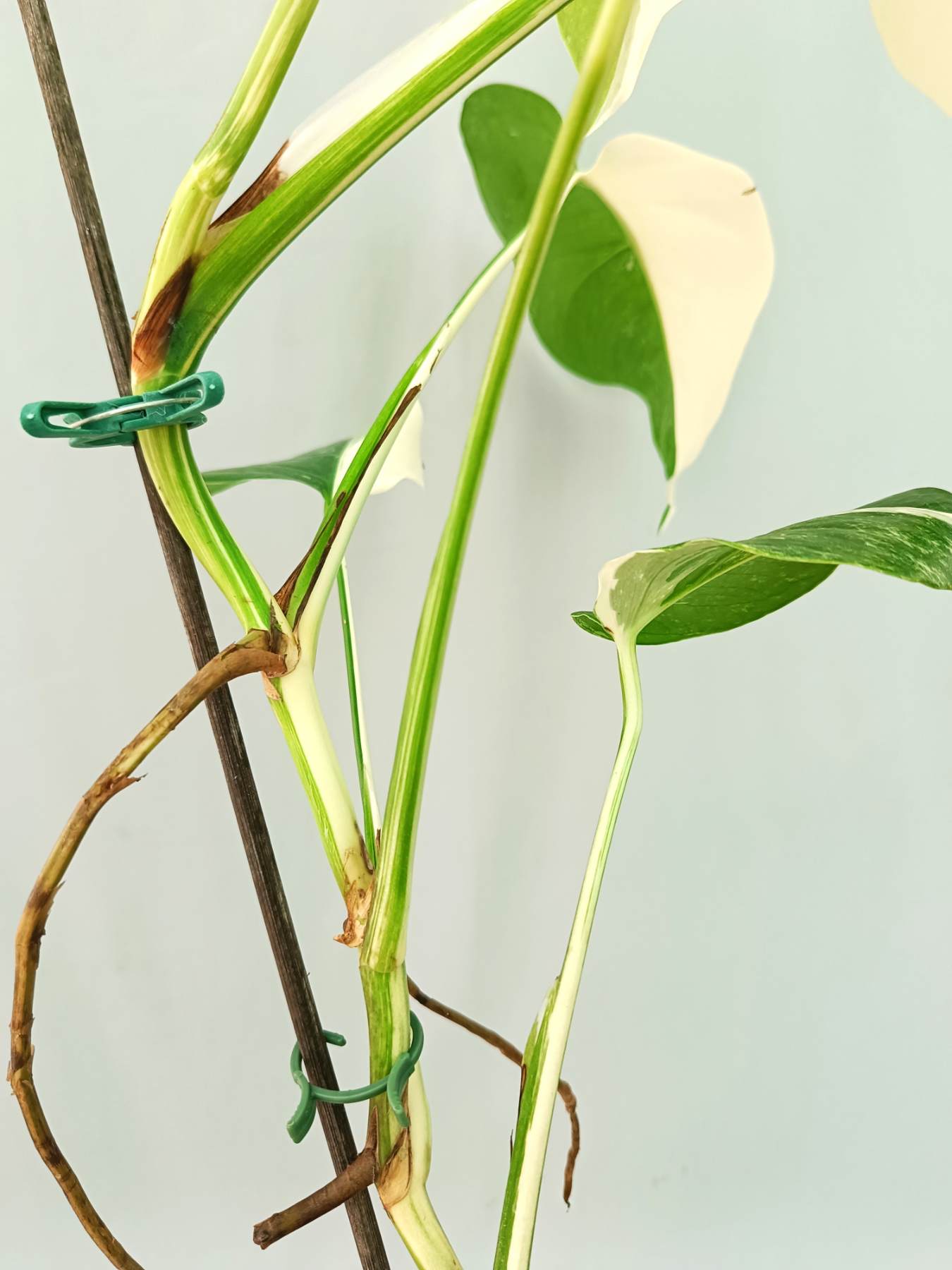 Monstera albo variegata HALFMOON