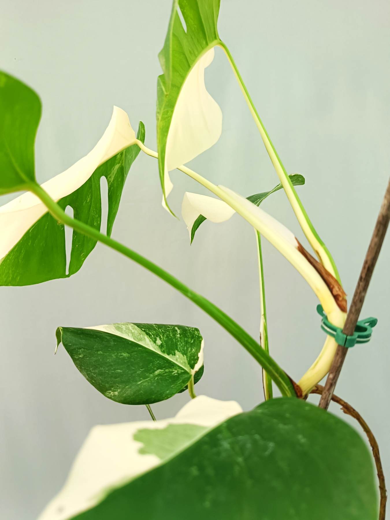 monstera deliciosa variegata albo half moon Monstera albo variegata HALFMOON
