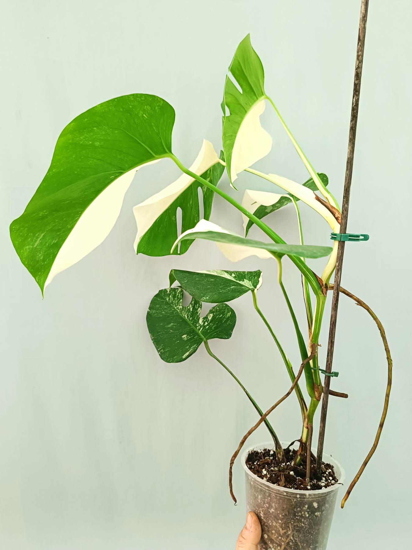 Monstera albo variegata HALFMOON