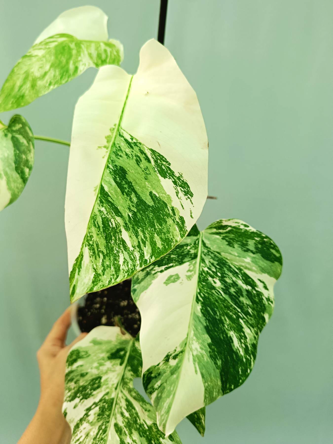 Monstera albo variegata EXTRA WHITE