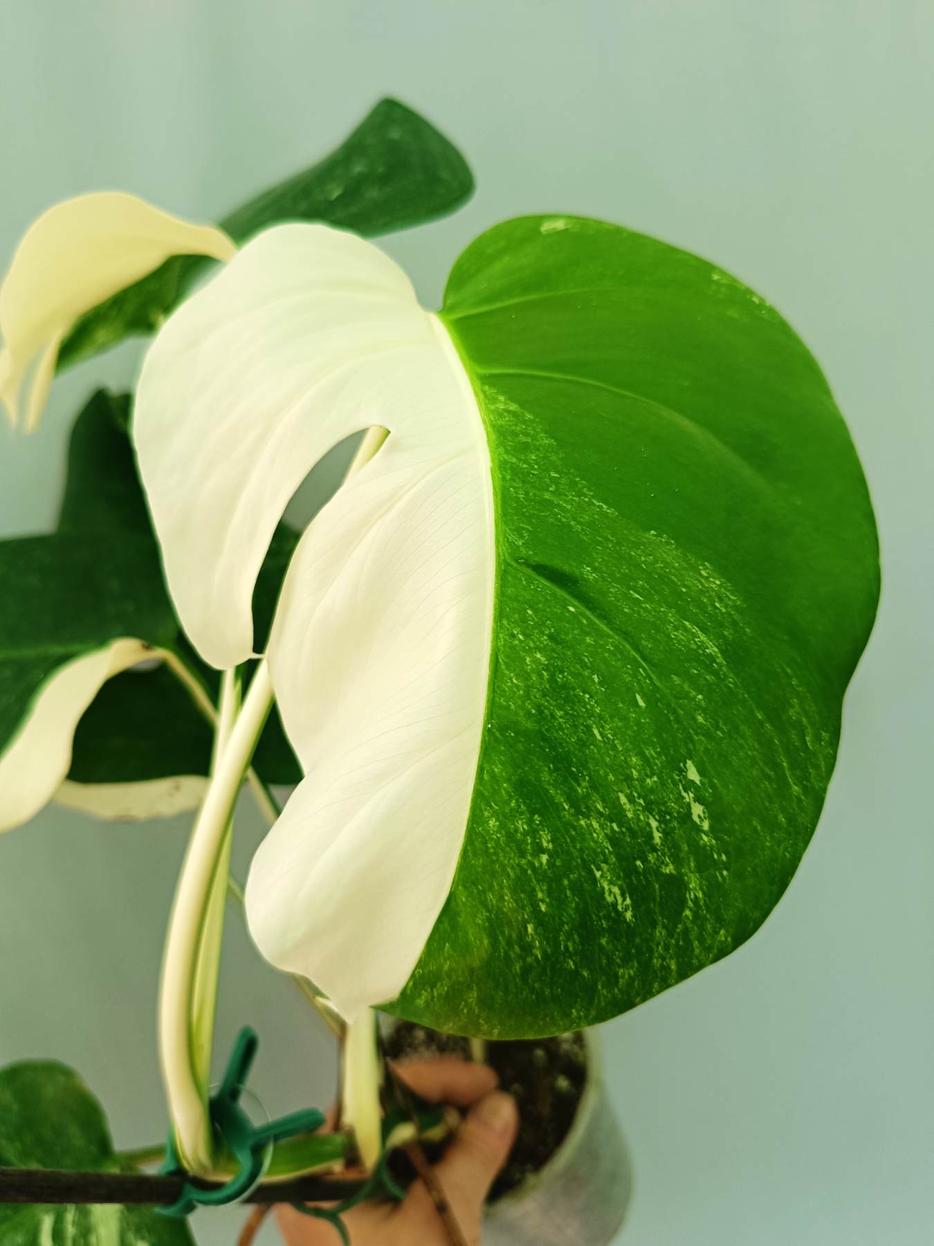 Monstera albo variegata HALFMOON