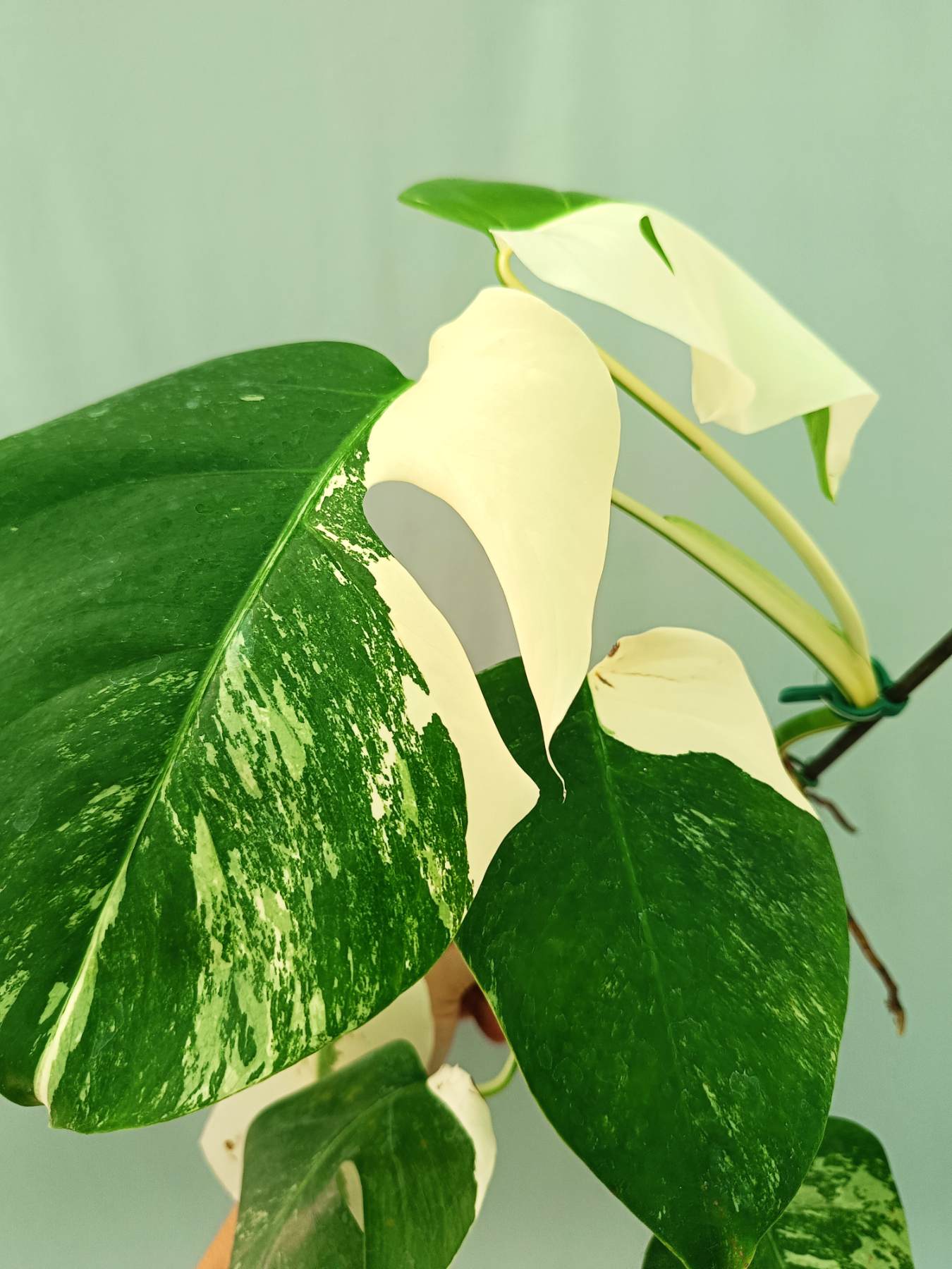 pothos half moon Monstera albo variegata HALFMOON