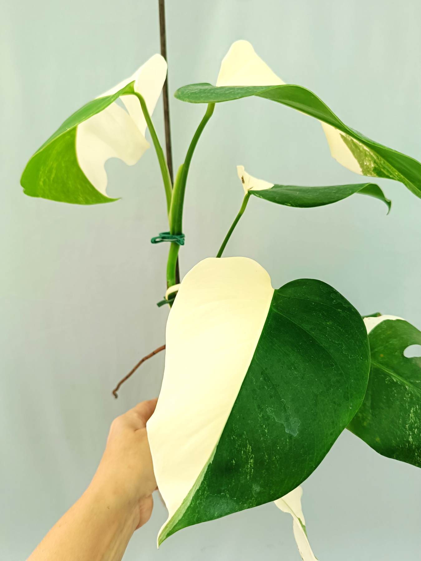monstera deliciosa albo half moon Monstera albo variegata HALFMOON